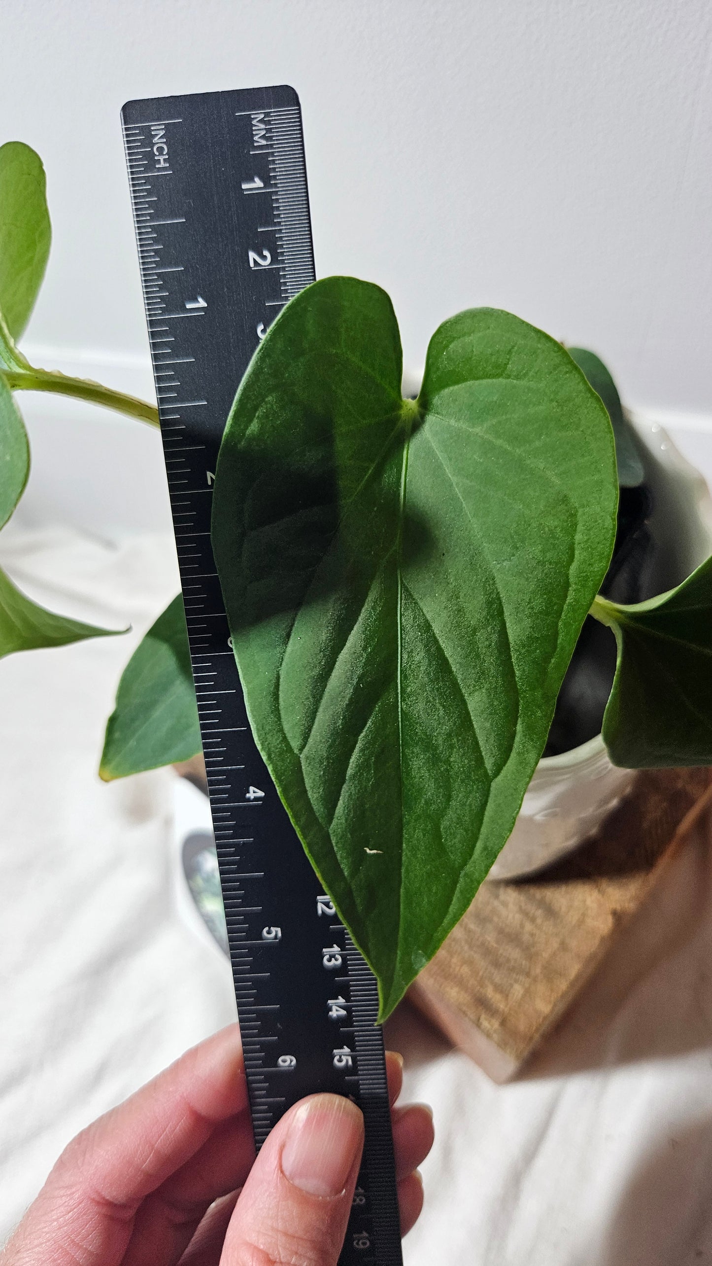 Anthurium  Tiwintza Aff Velvet "format MOYEN" (ANT-226)