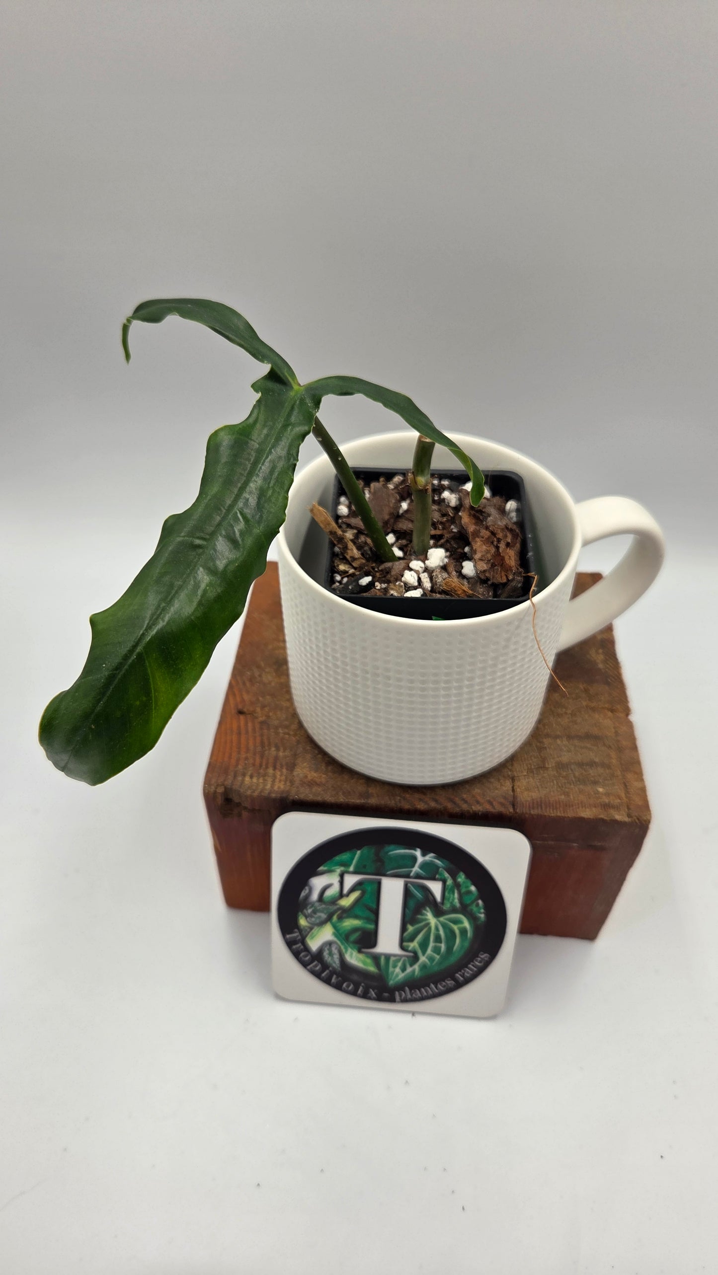 Philodendron Lavinia /(Paloraense cf X Tortum) (PHI-1078)