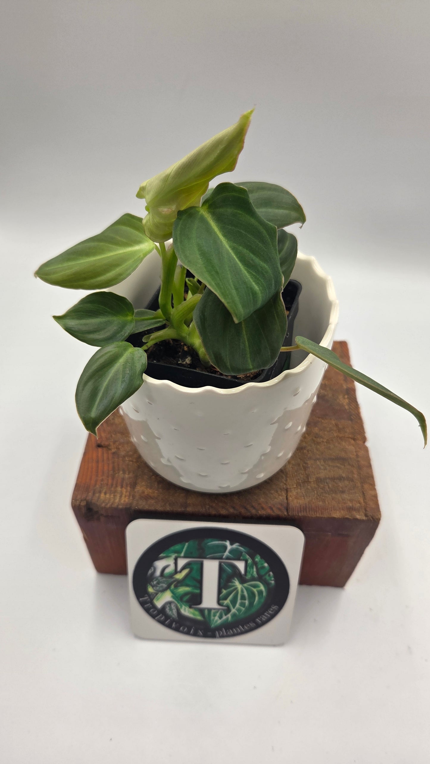 Philodendron Glorious (PHI-1052)