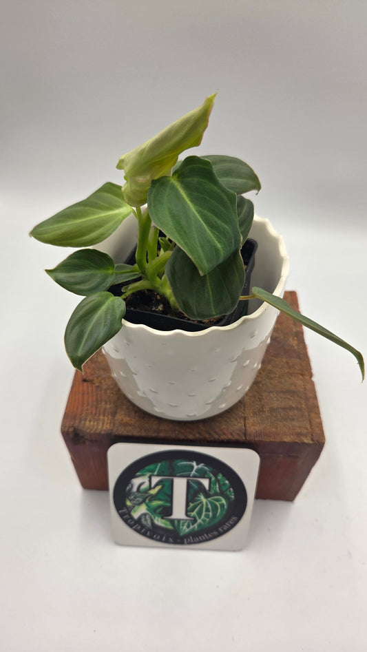 Philodendron Glorious (PHI-1052)