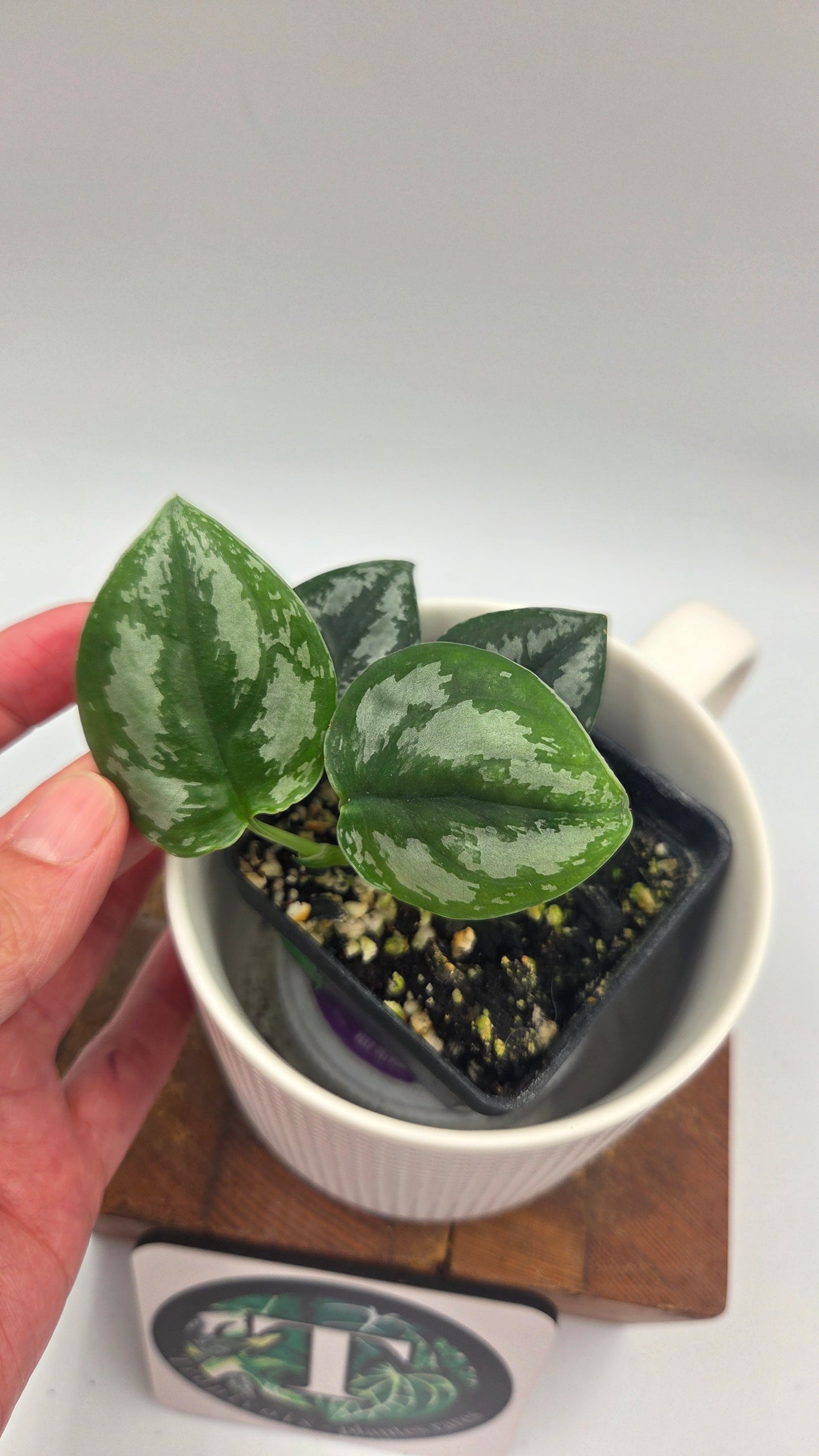 Scindapsus Dark Tricolore (SCI-1041)