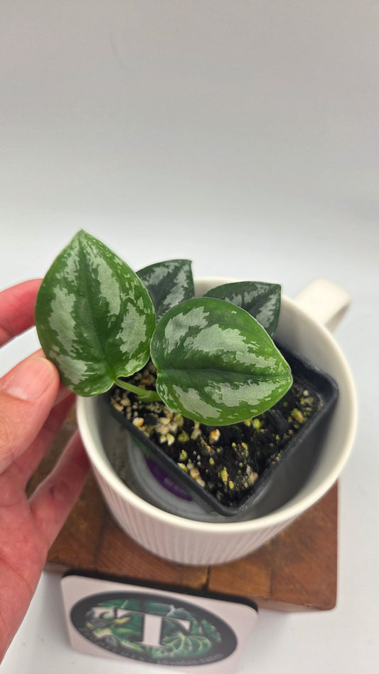 Scindapsus Dark Tricolore (SCI-1041)