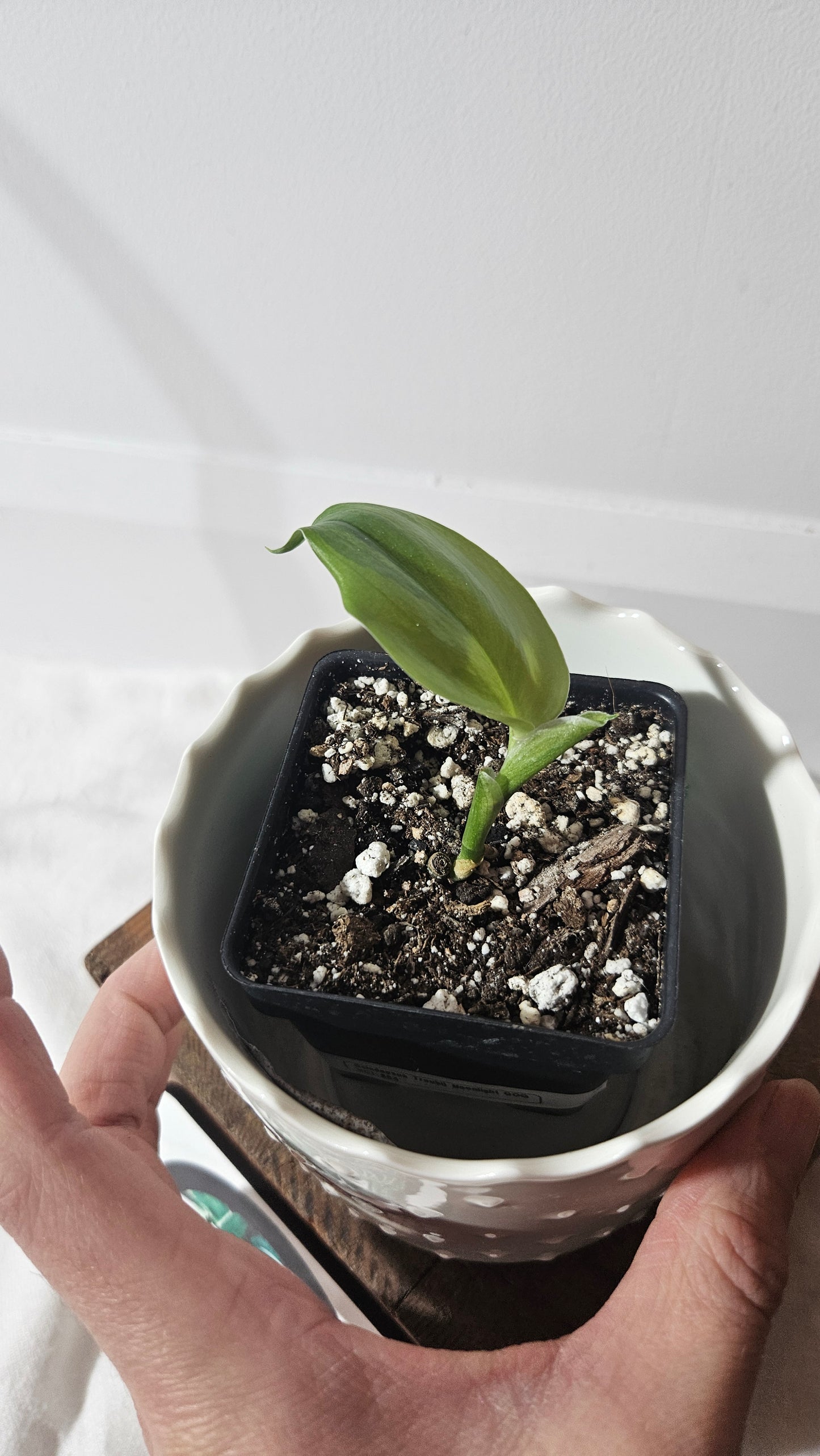 Scindapsus Treubii Moonlight "Green on green" (SCI-804)