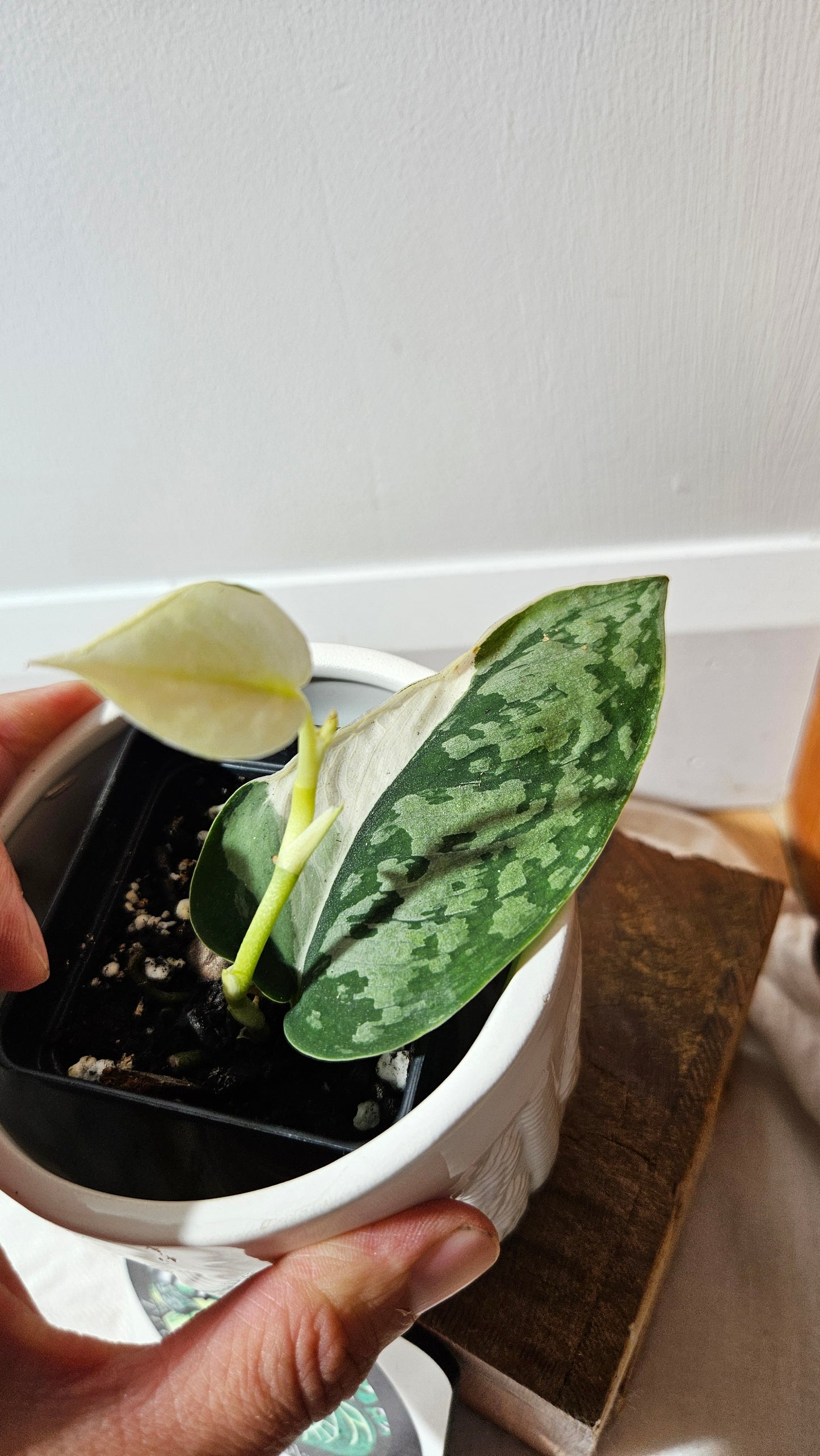 Scindapsus Simbara Mutation (SCI-1313)