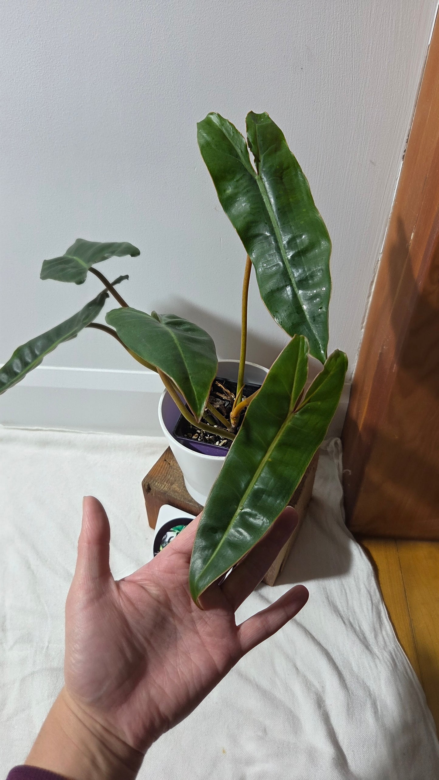 Philodendron Billietiae (PHI-961)