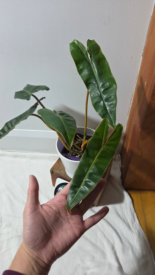 Philodendron Billietiae (PHI-961)