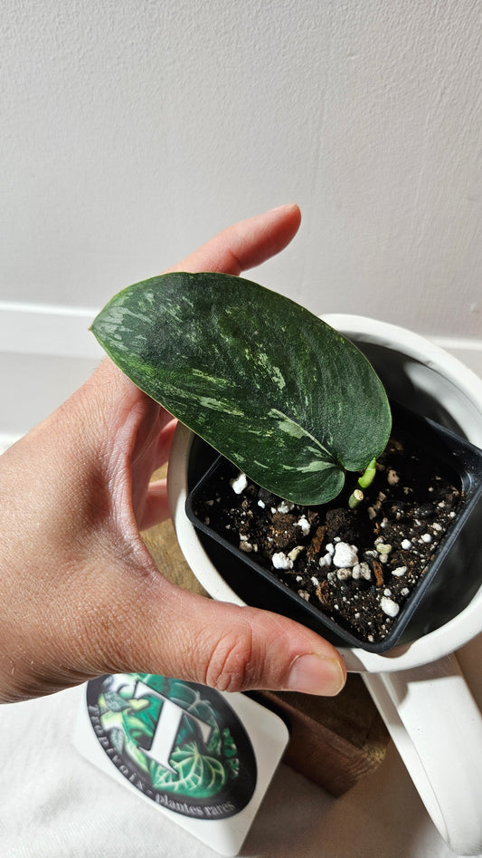 Scindapsus Parahiyangan (SCI-1066)