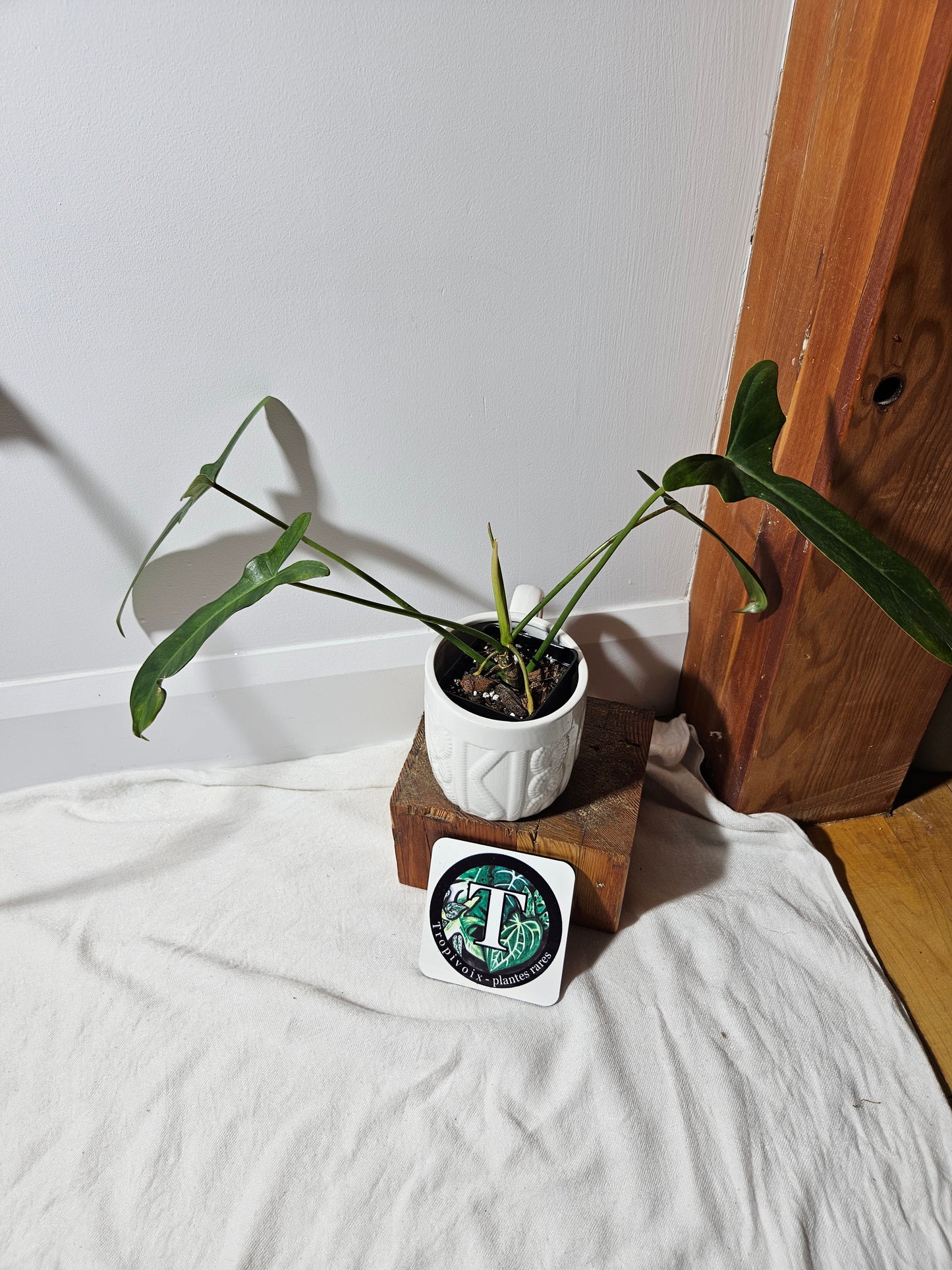 Philodendron Longilobatum (PHI-376)