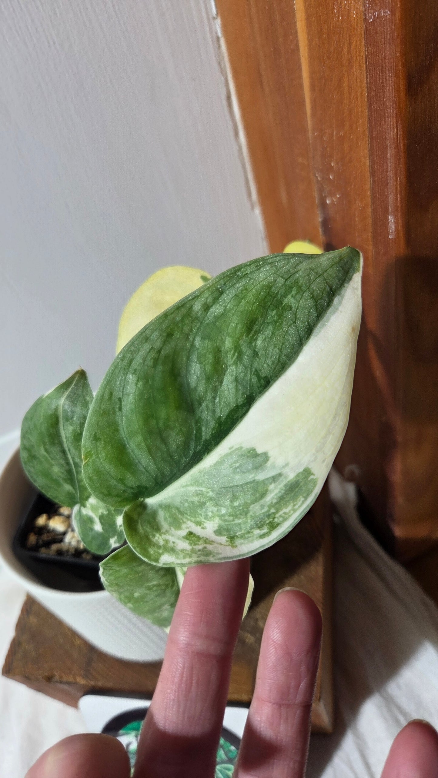 Scindapsus Silver Tattoo Variegata (SCI-698)