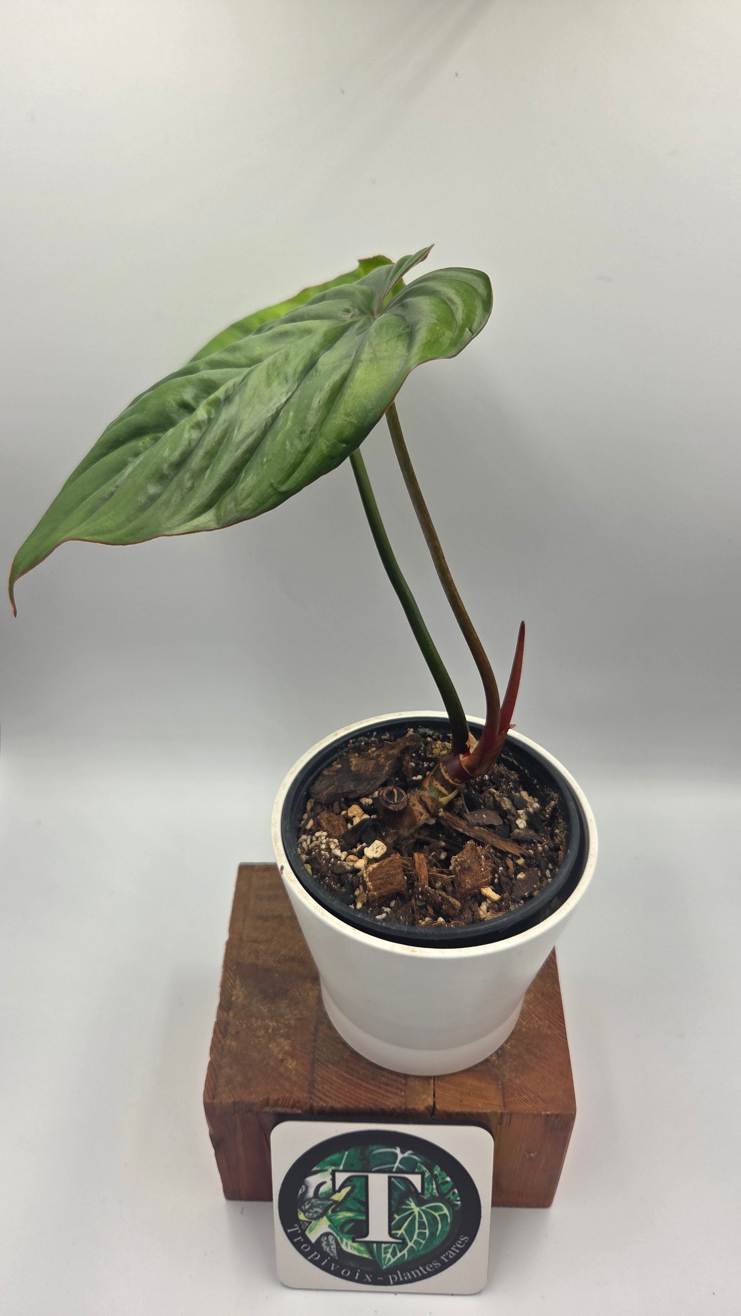 Philodendron Aff Colombia Black(PHI-638)