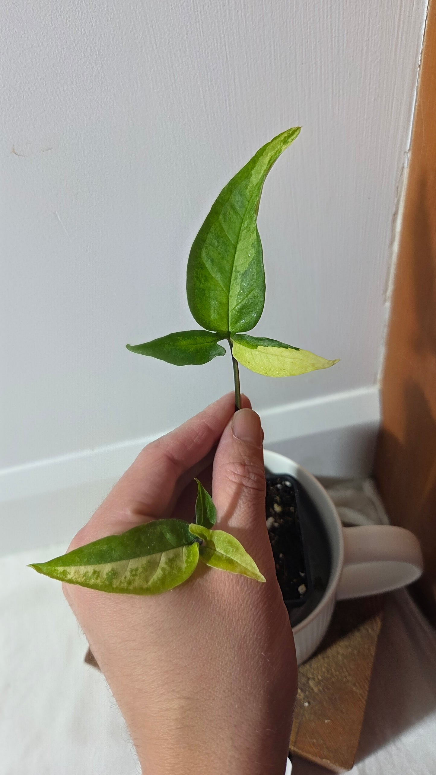 Syngonium Angustatum Albo (SYN-493)