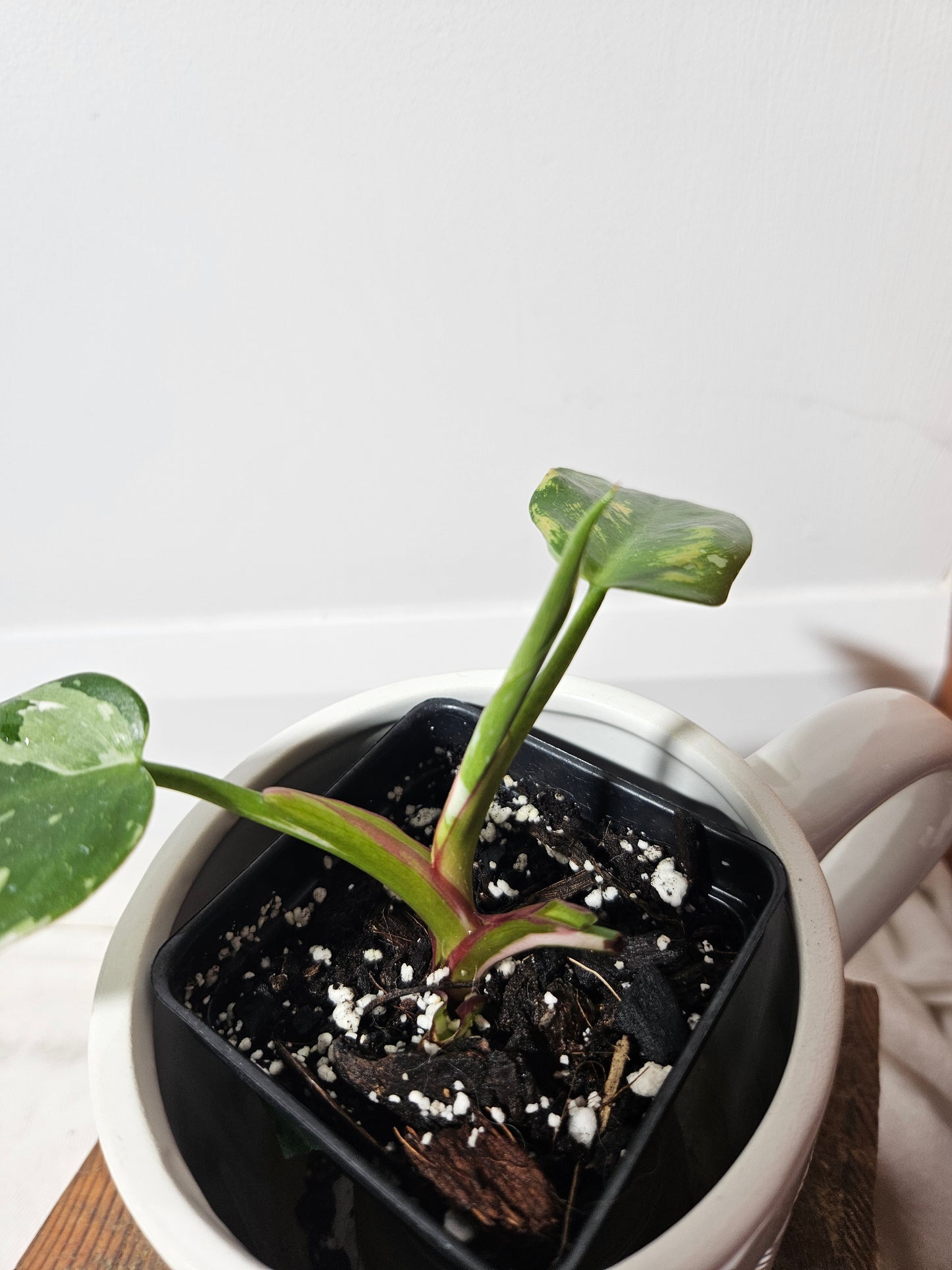 Philodendron White Princess (PHI-430)