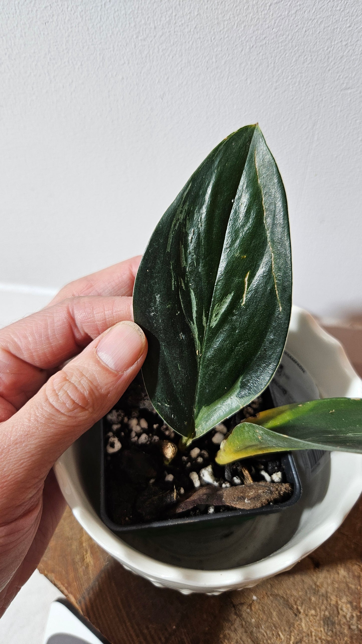 Scindapsus Treubii Dark Form silver (SCI-1013)