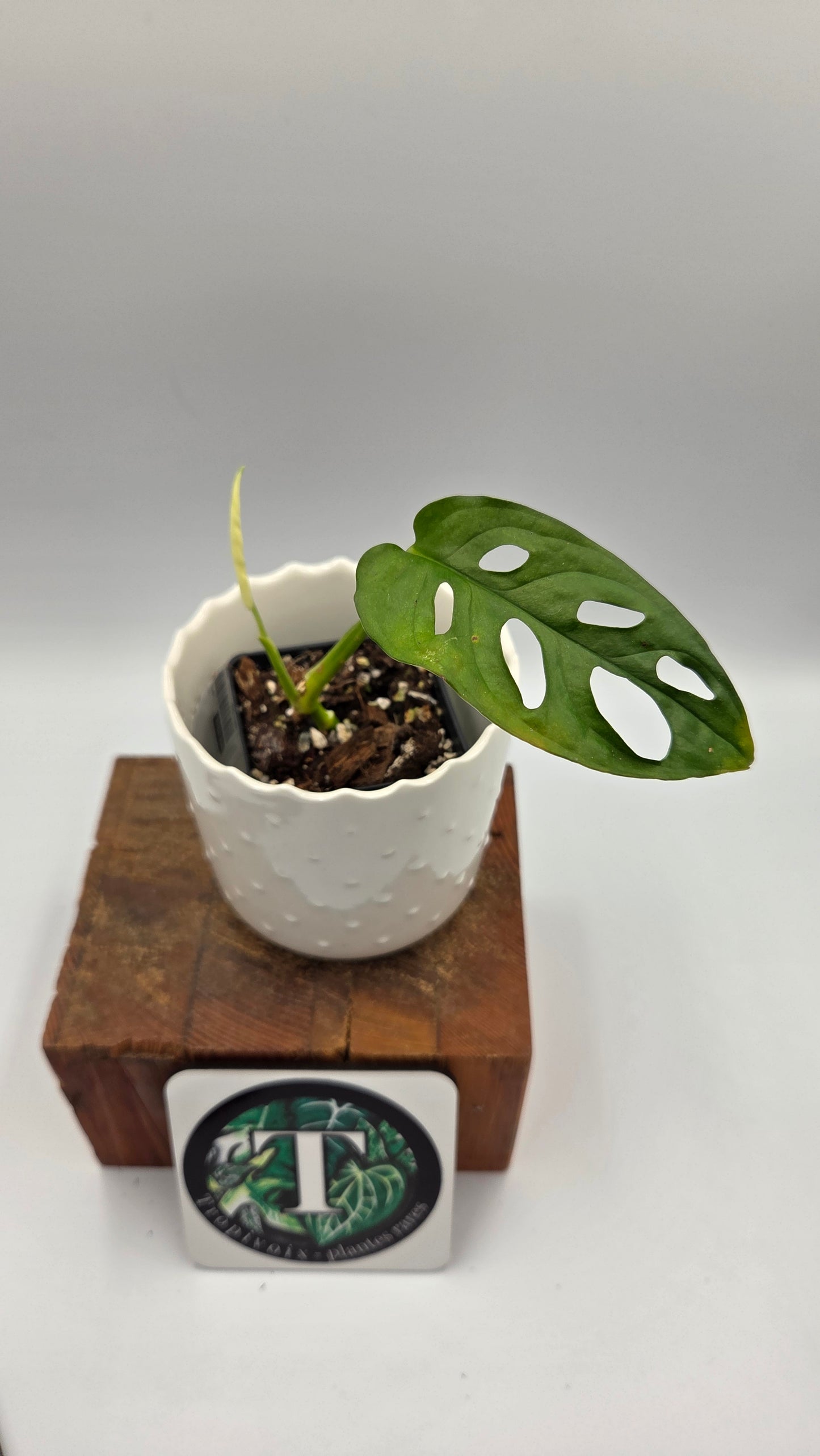 Monstera Andasonii Archipelago Ghost (MON-542)