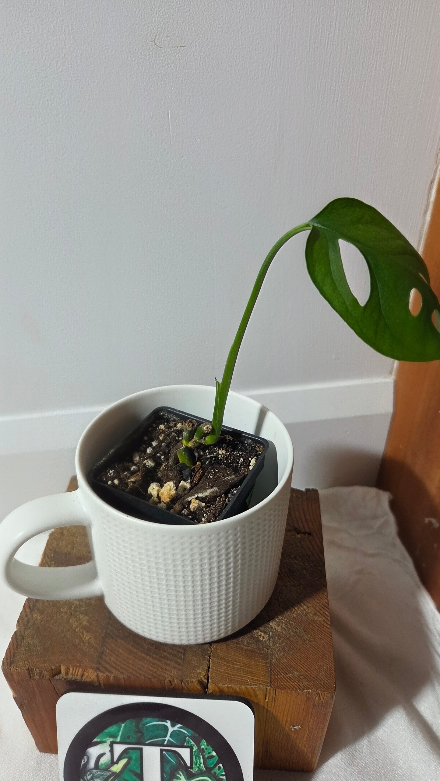 Monstera Obliqua Aff Muyuna Round (MON-523)
