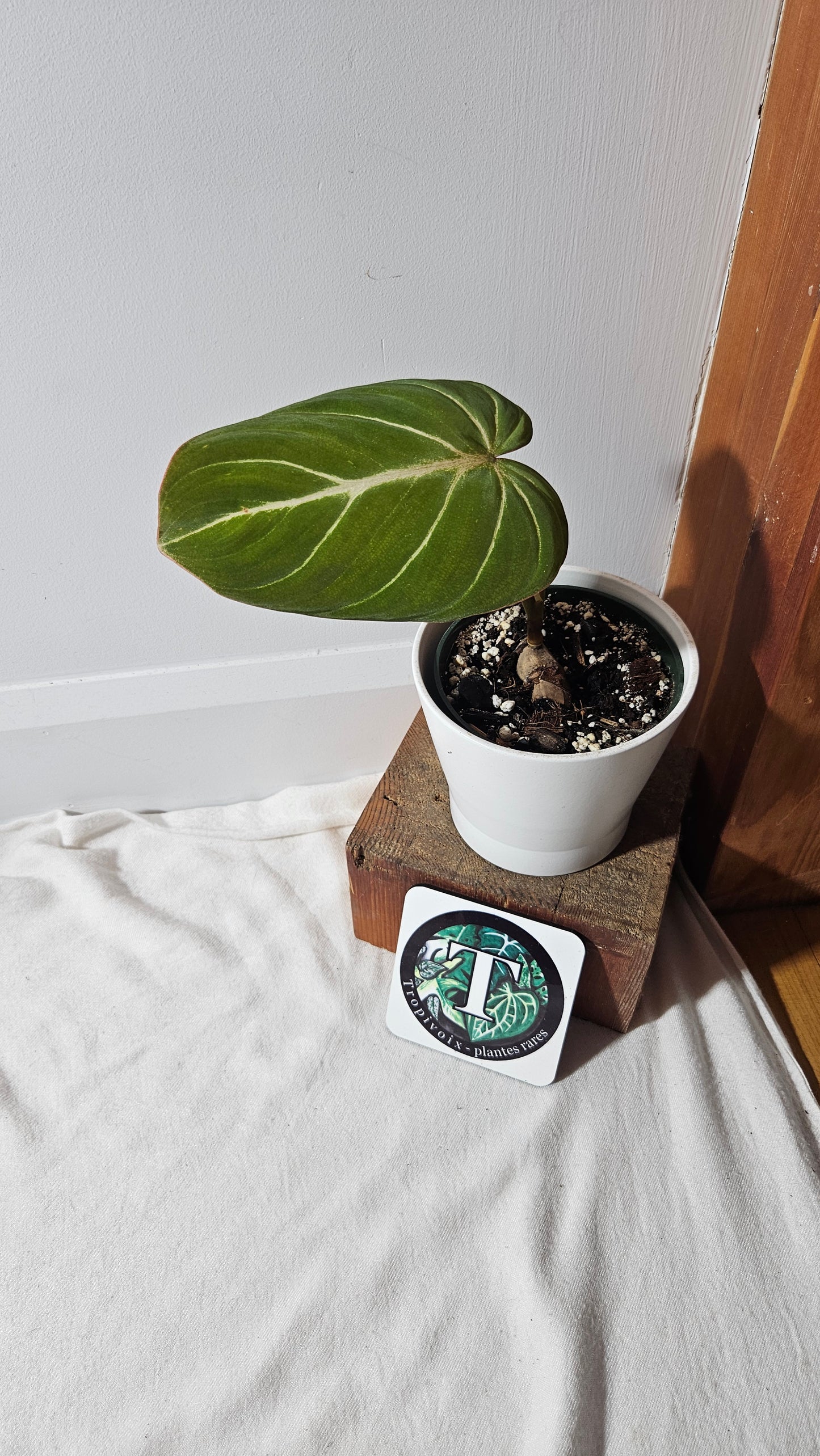 Philodendron Gloriosum Dark (PHI-782)