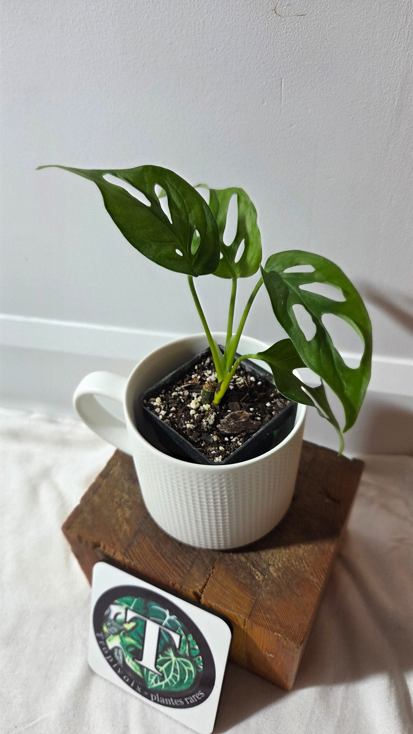 Monstera Obliqua Aff Tena (MON-512)