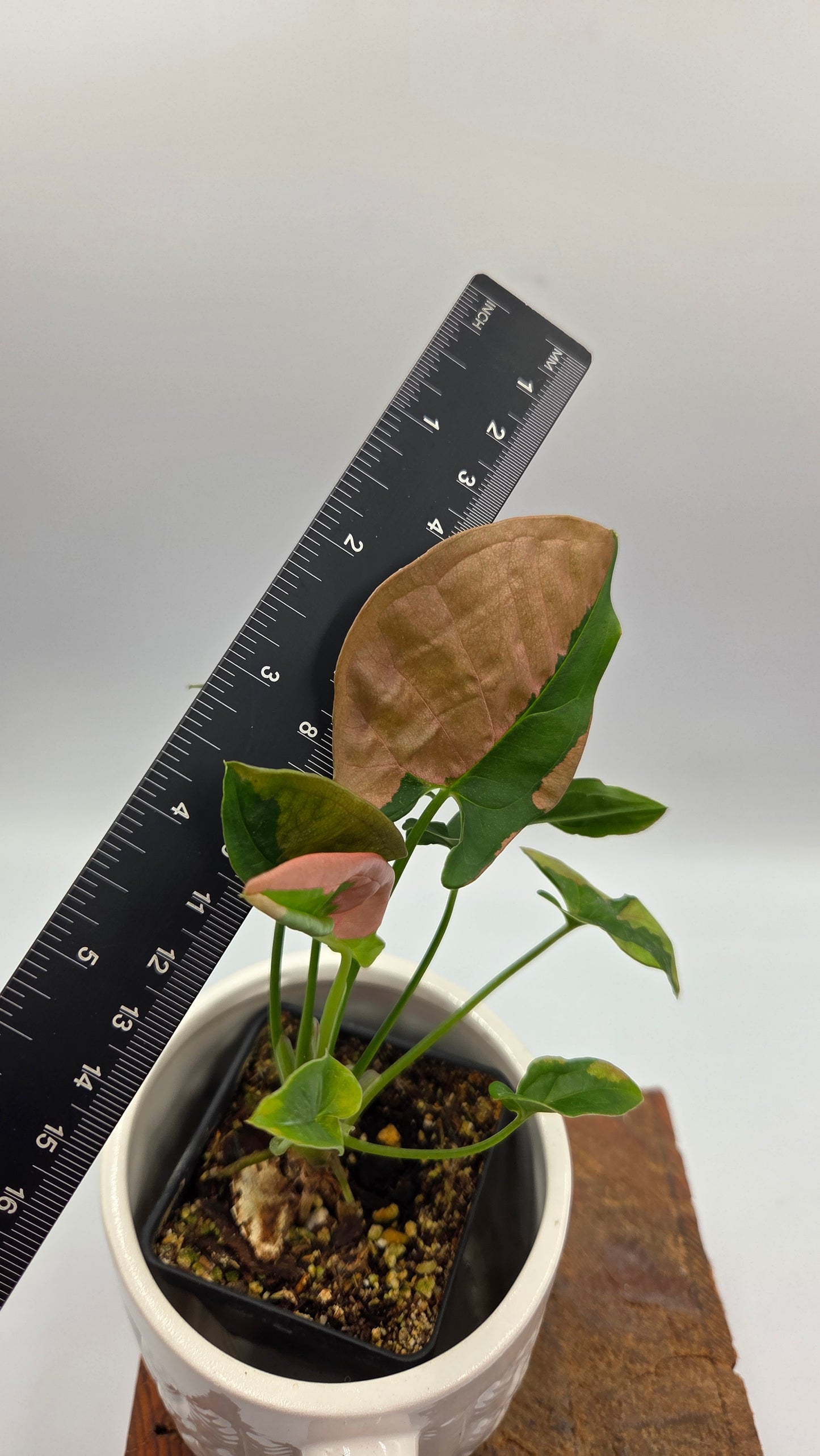 Syngonium Pink Lava (SYN-524)