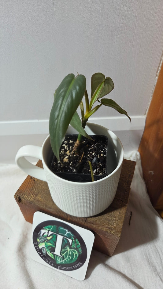 Philodendron Maximum (PHI-383)