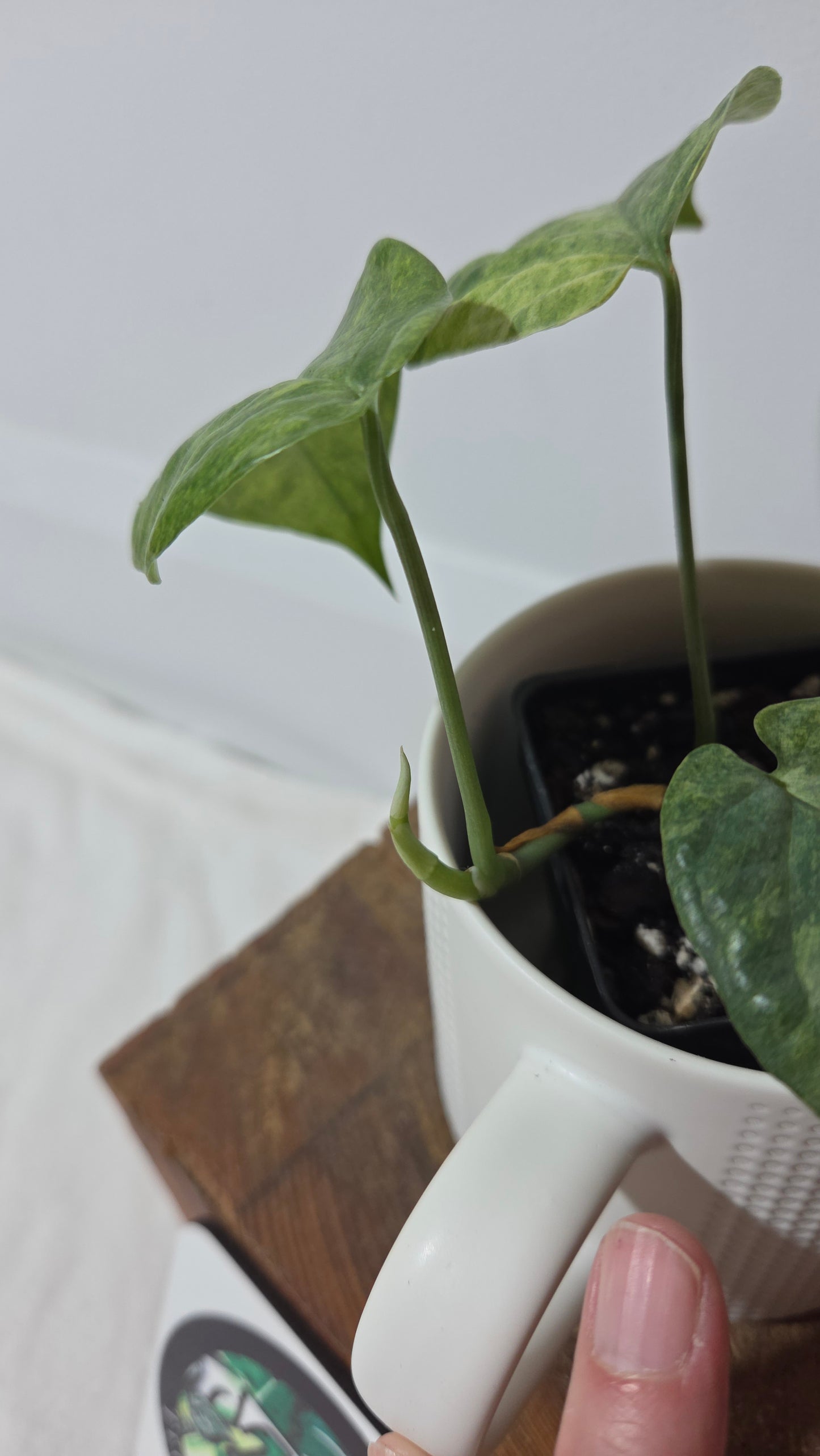 Amydrium Medium Mint (AMY-033)