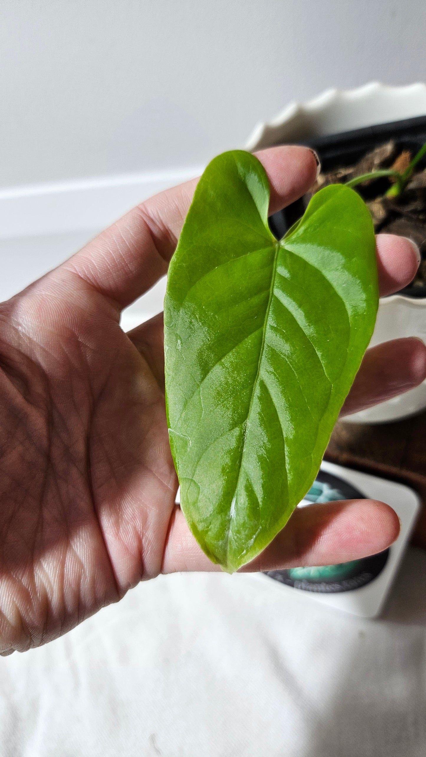 Anthurium Balaoanum "format PETIT" (ANT-555)