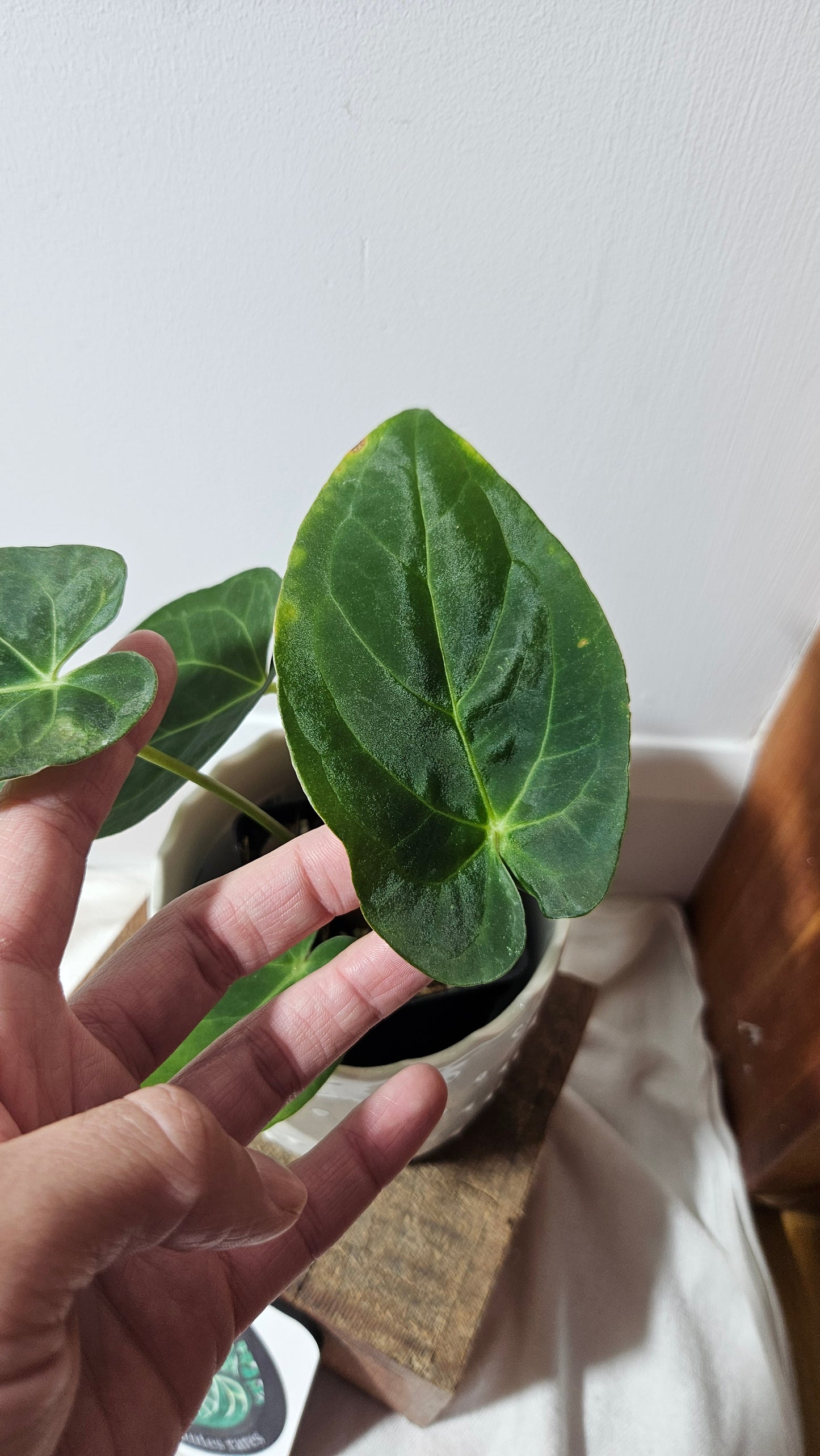 Anthurium BVIT "format MOYEN" (ANT-120)