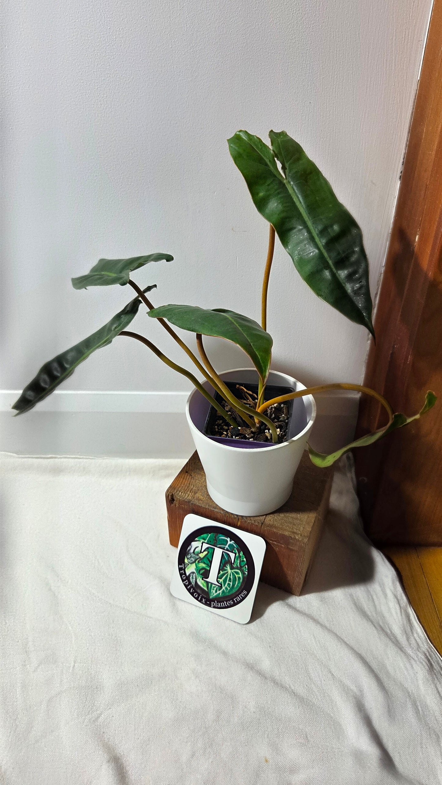 Philodendron Billietiae (PHI-961)