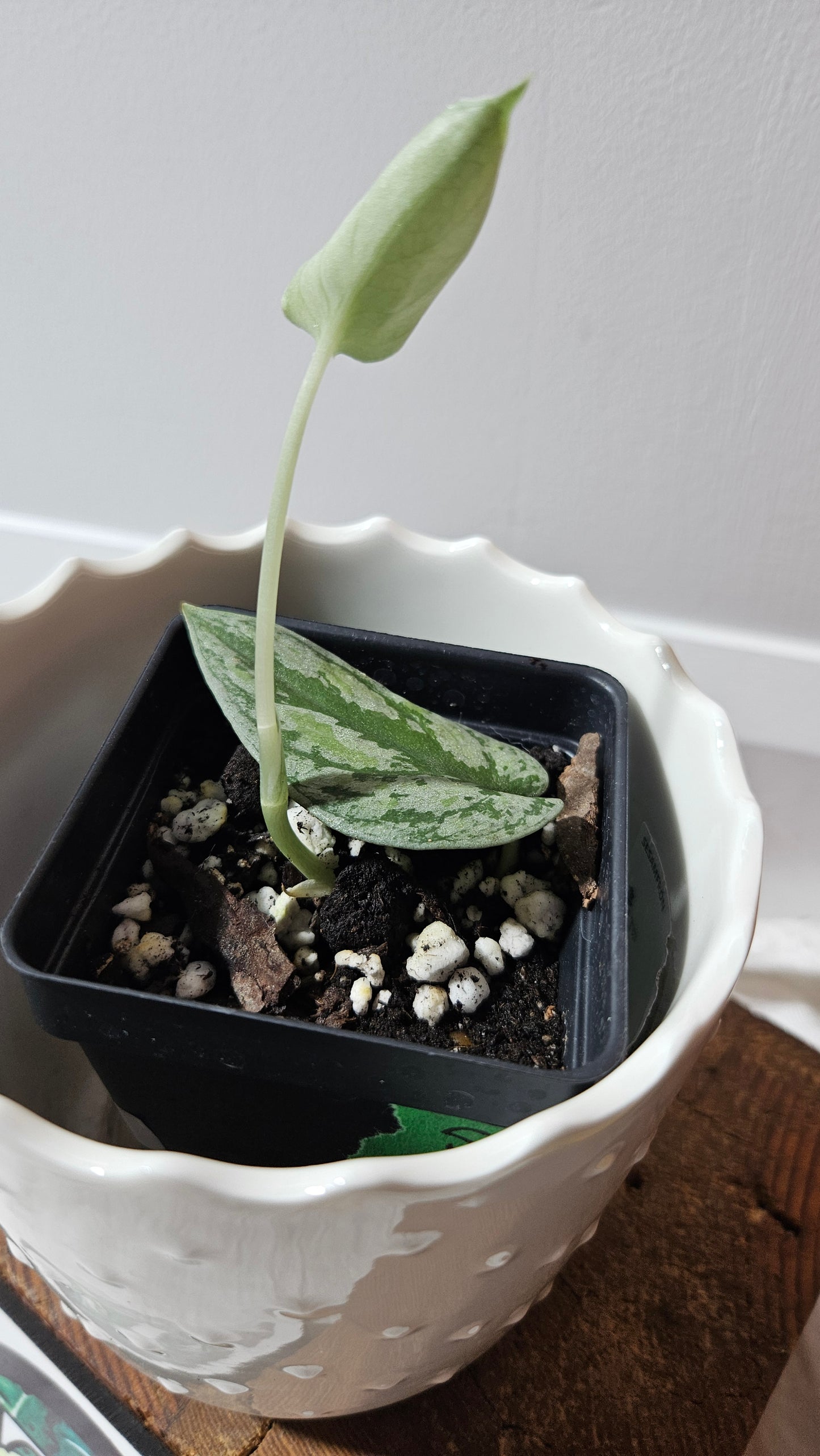 Scindapsus Tricolore silver Platinum (SCI-1320)