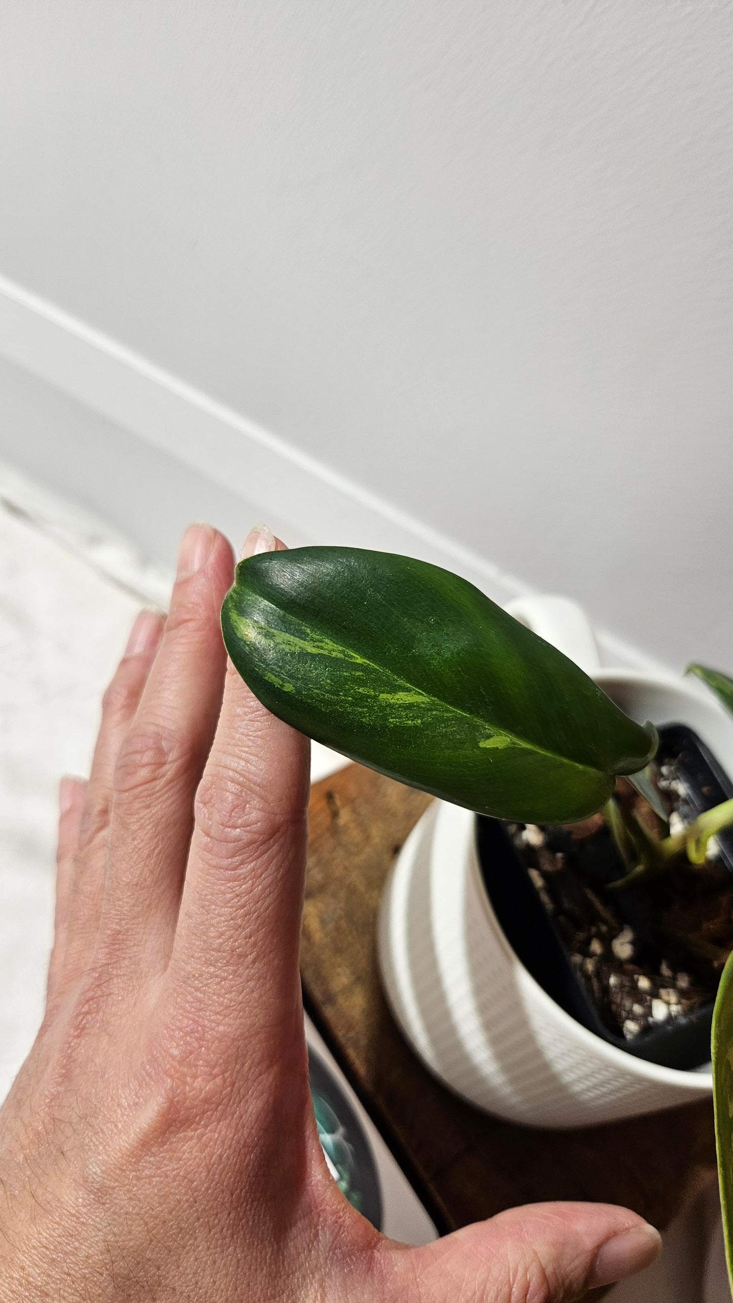 Philodendron Florida Beauty (PHI-939)