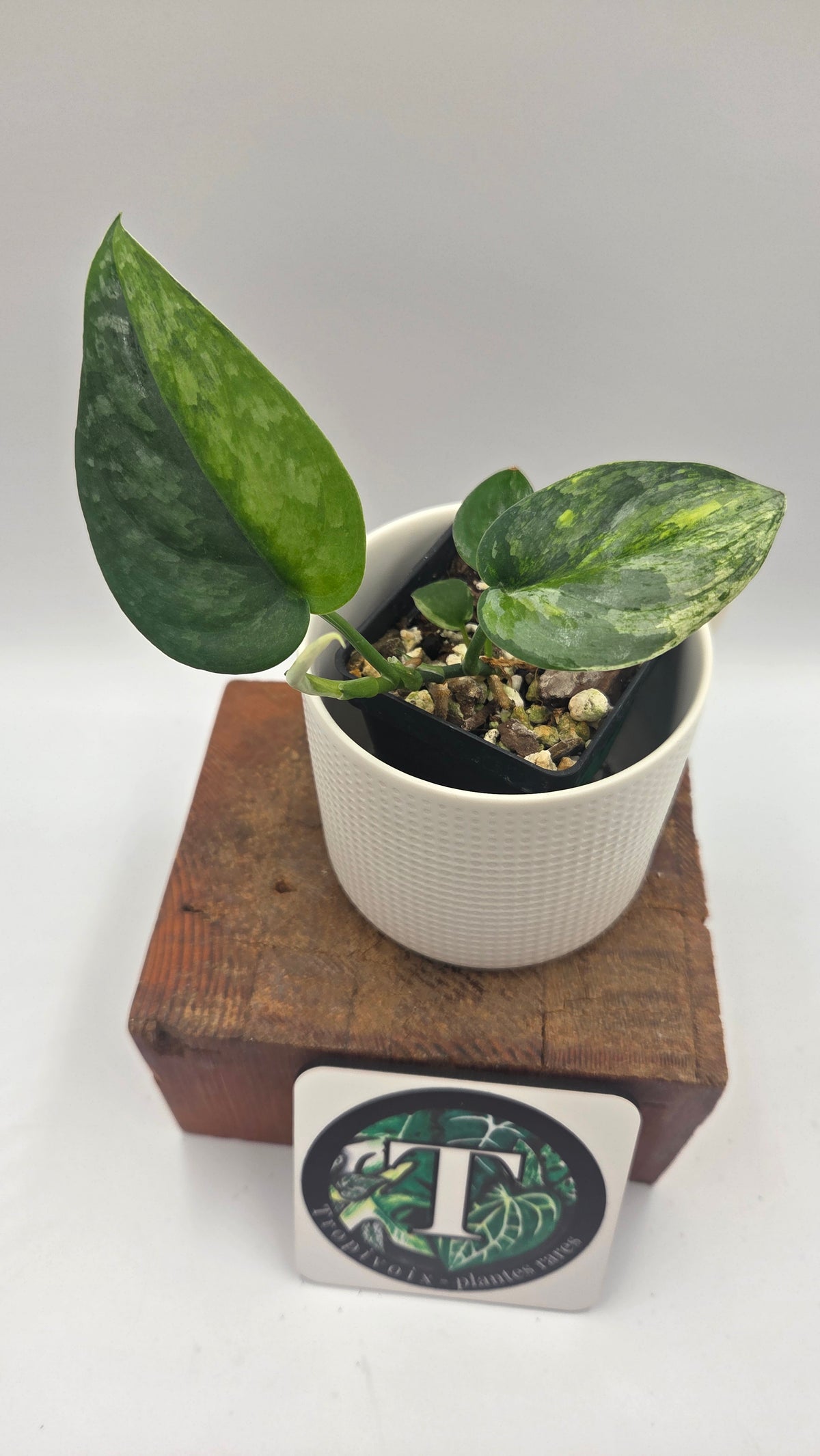 Scindapsus Dark Splash Variegata (SCI-1527)