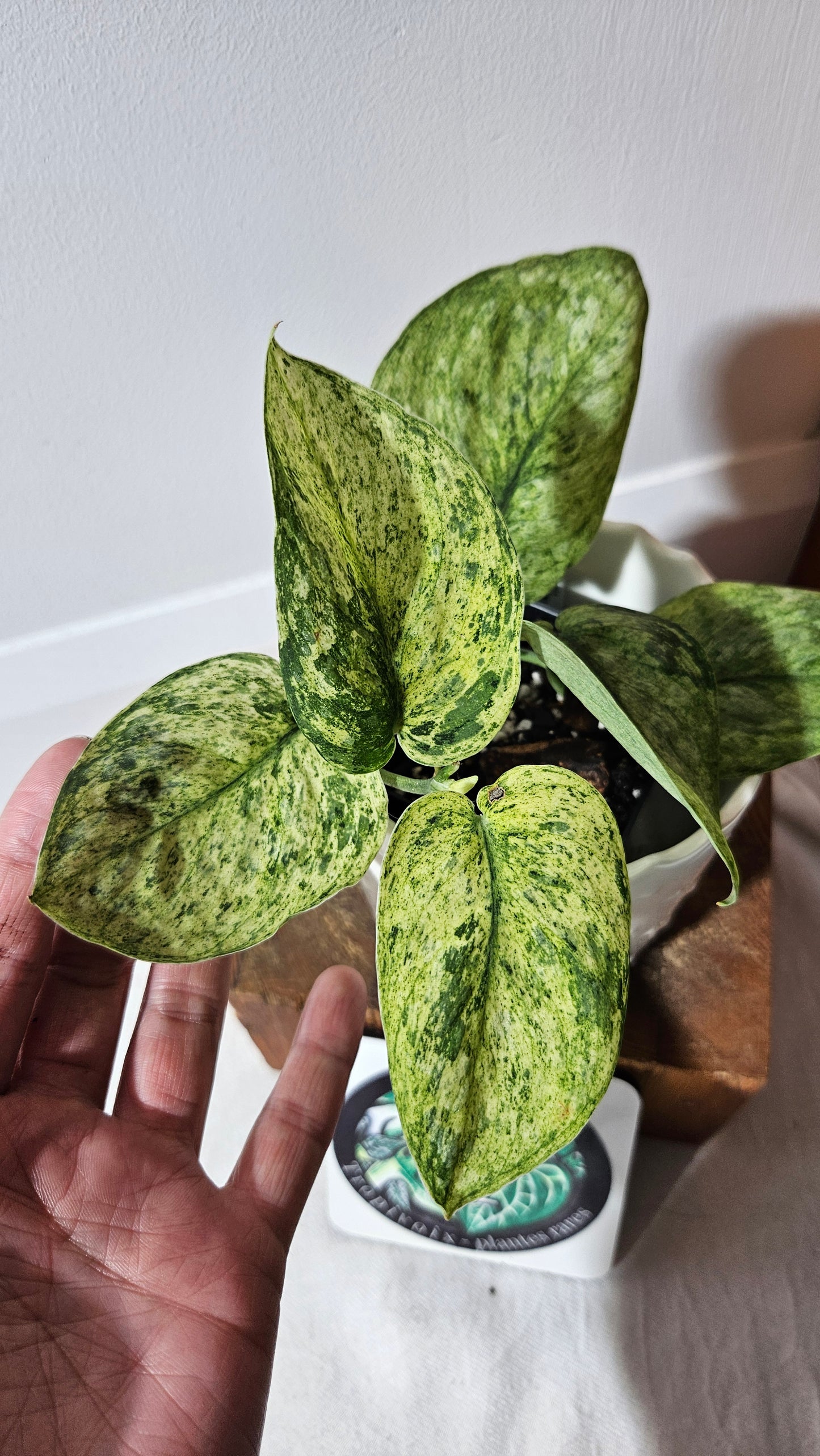 Scindapsus Silver Splash Variegata (SCI-996)