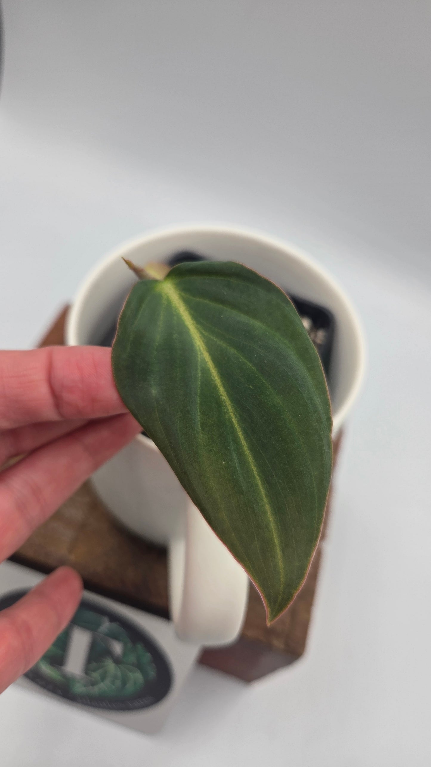 Philodendron Glorious (PHI-1051)