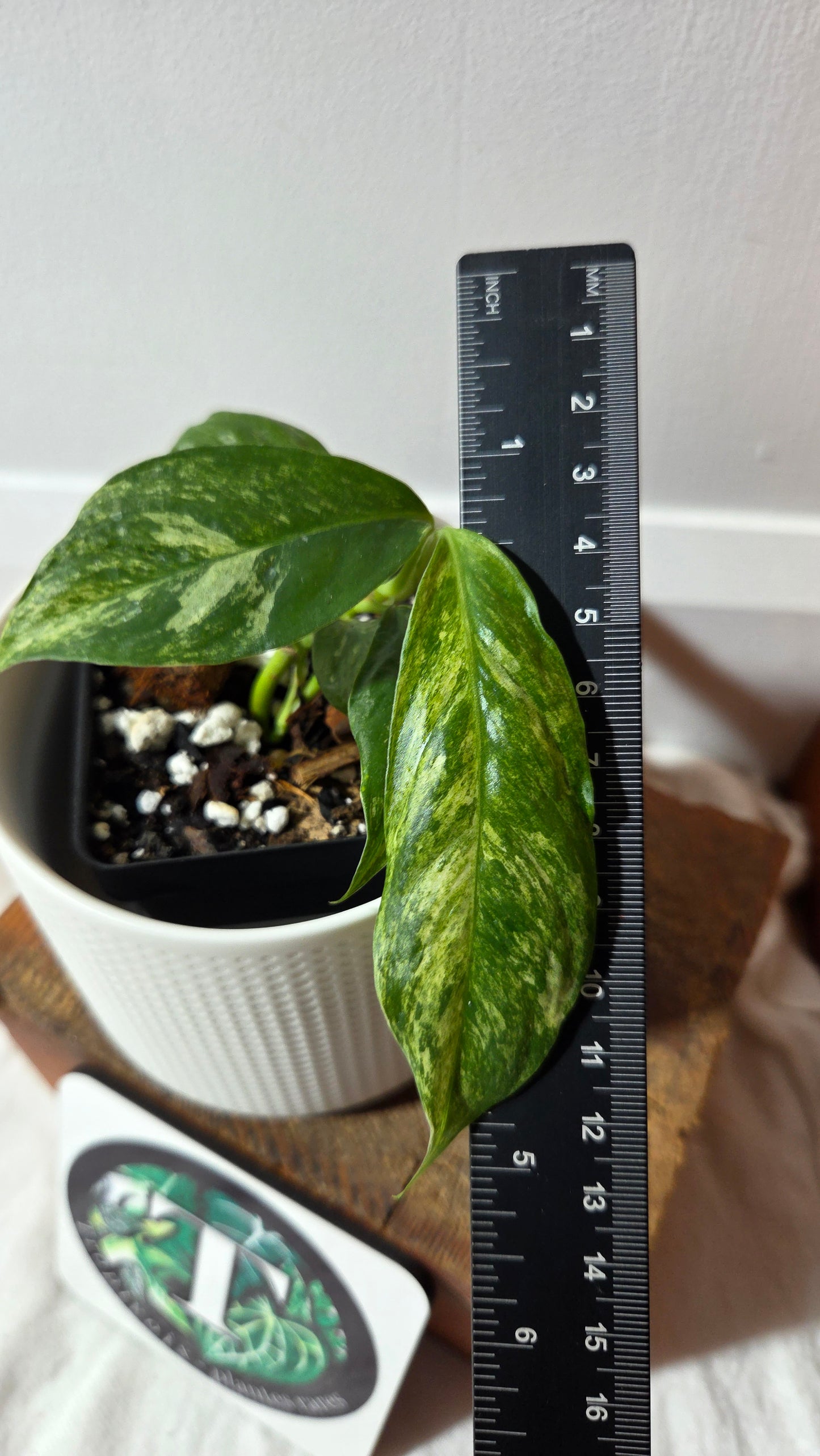 Rhaphidophora Puberula Variegata (AUT-089)