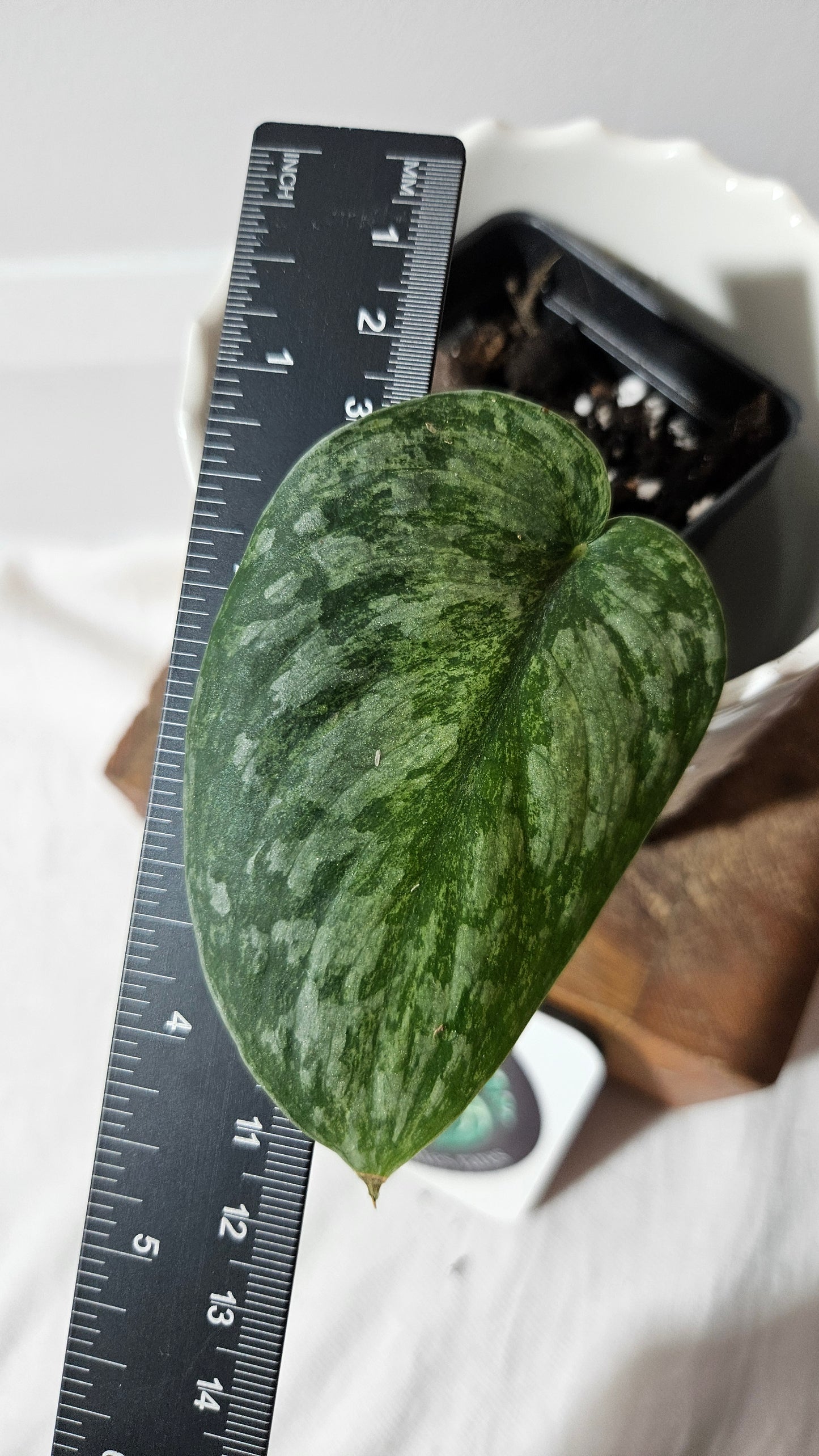 Scindapsus Exotica Pictus mint (SCI-980)