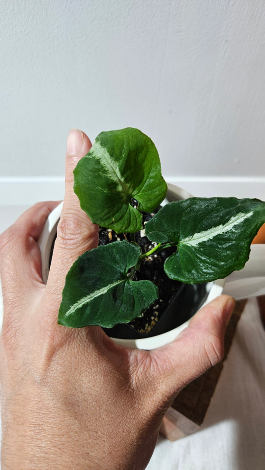 Syngonium Wendlandii "Southern Star"(SYN-317)