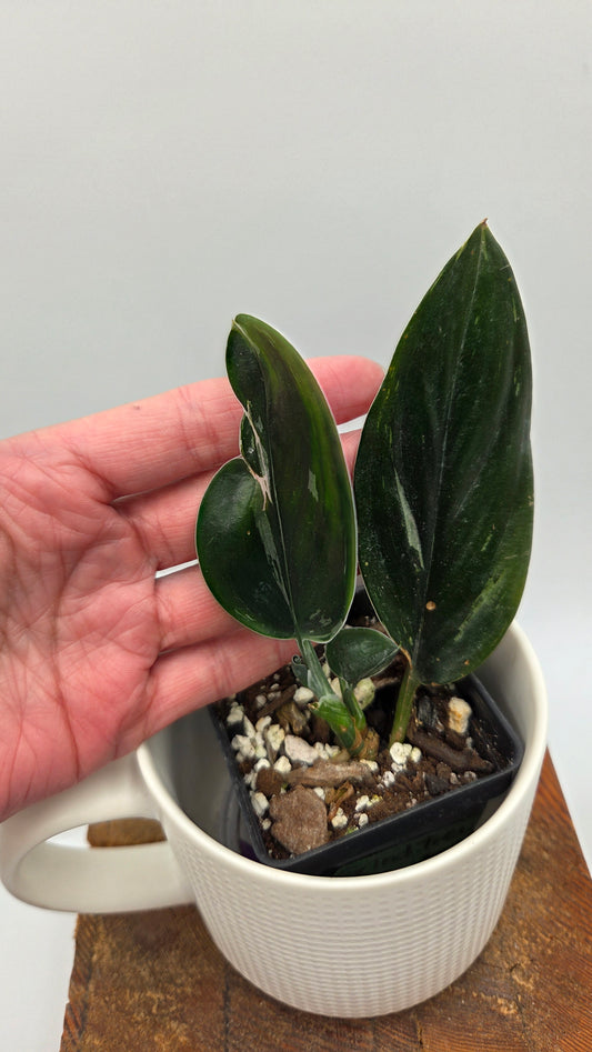 Scindapsus Treubii Dark Form silver (SCI-1198)