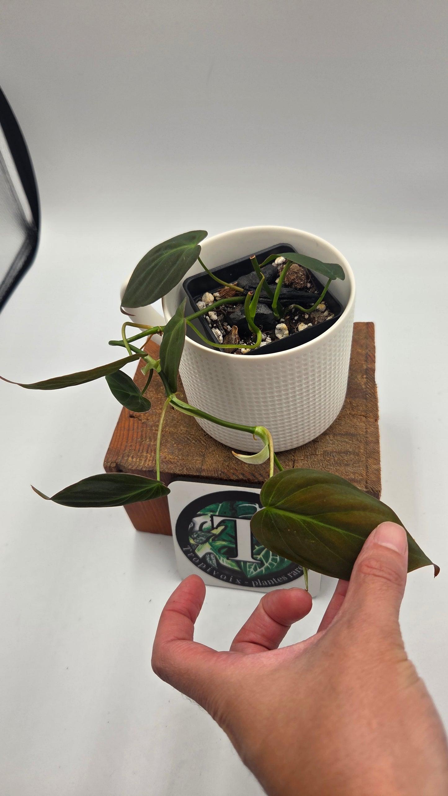 Philodendron Mican (PHI-1049)