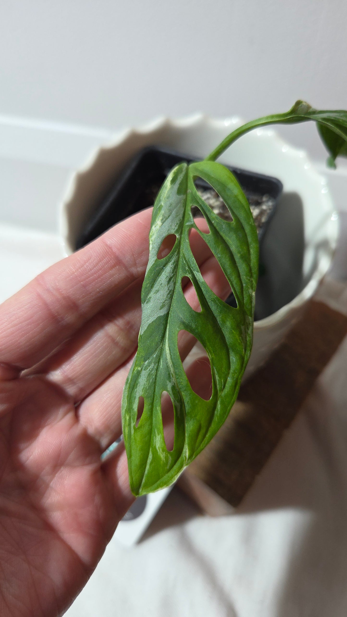 Monstera Andasonii Mint/Indo (MON-499)