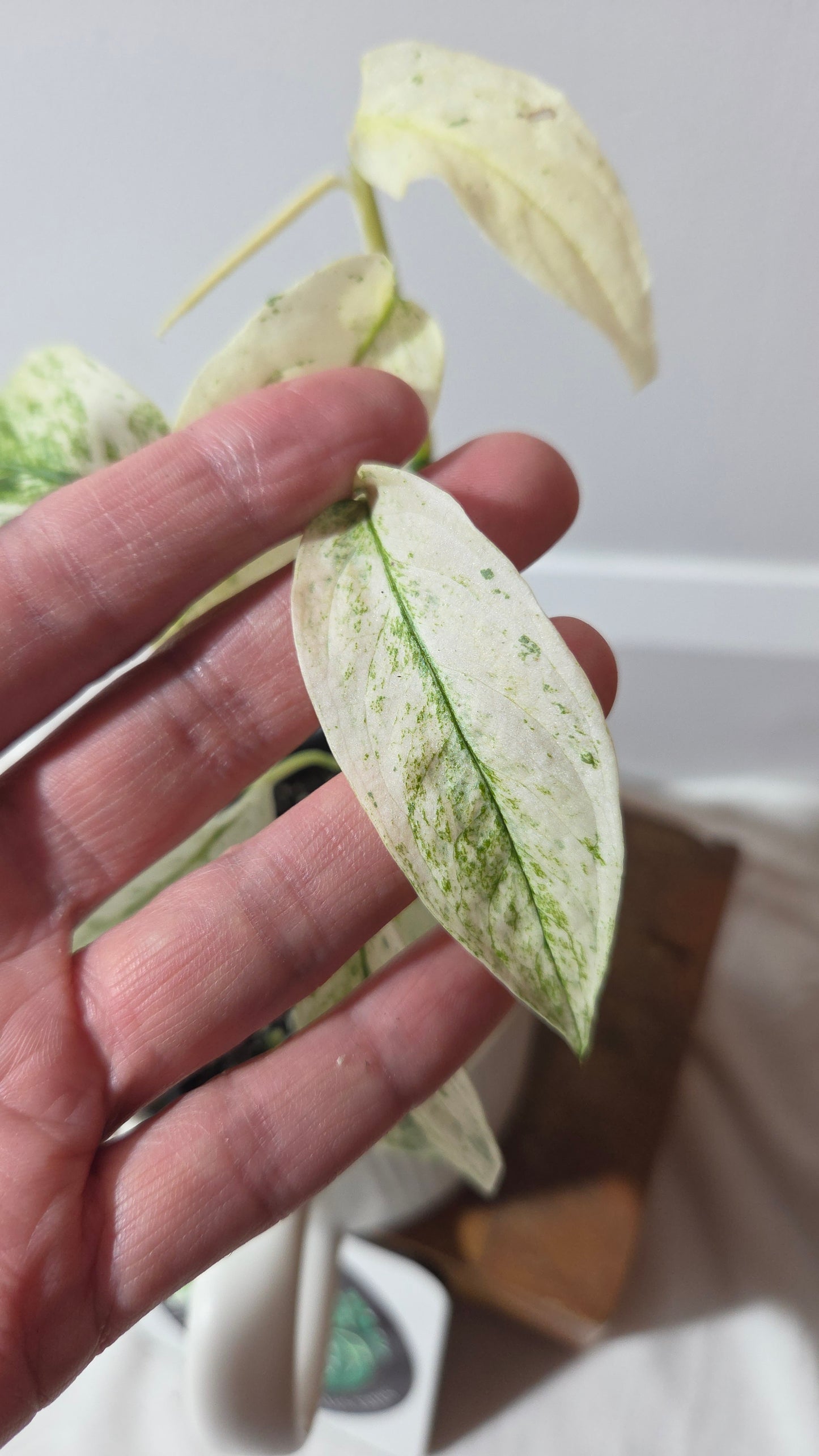 Monstera Laniata Mint (MON-396)