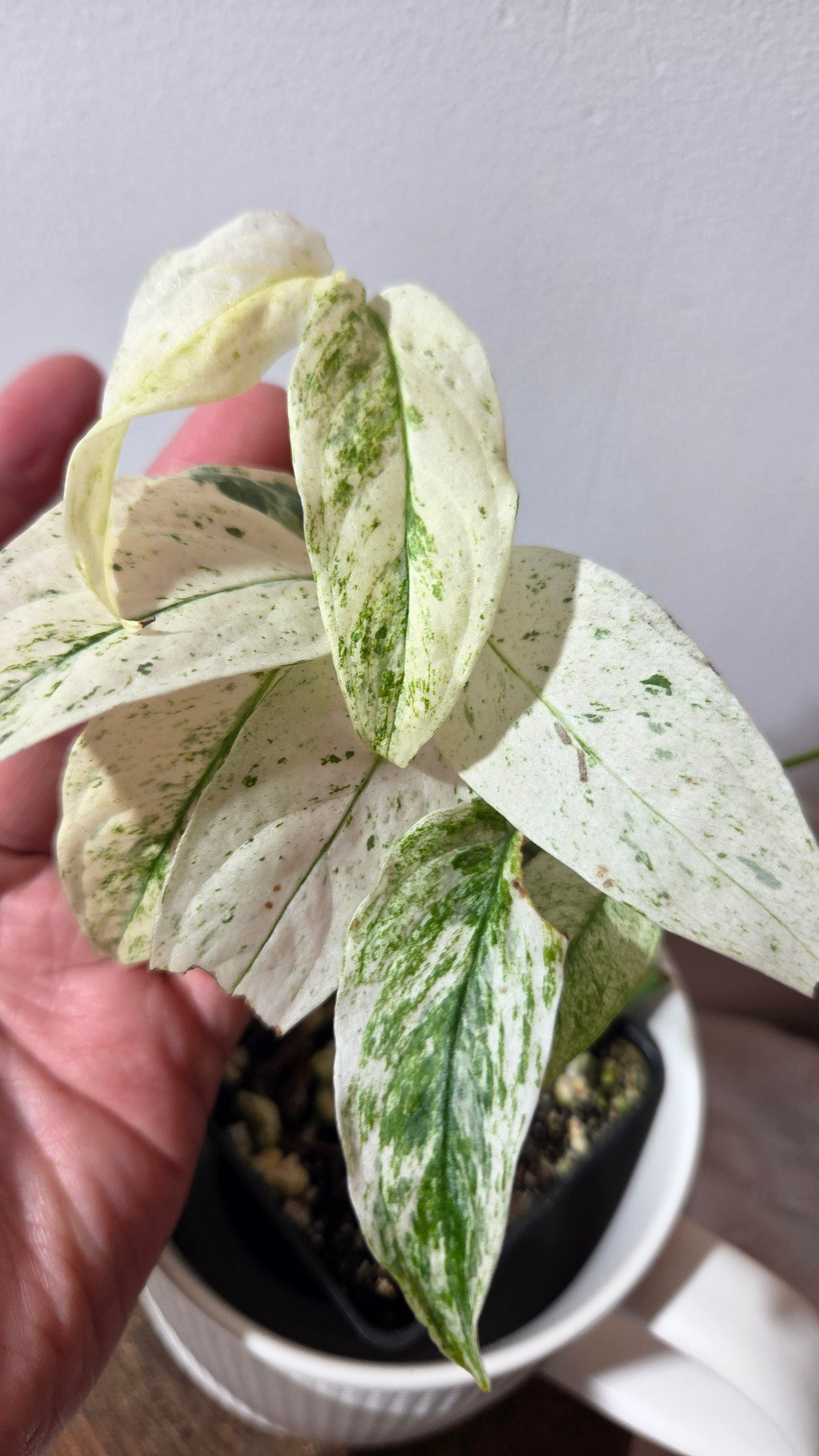 Monstera Laniata Mint (MON-340)