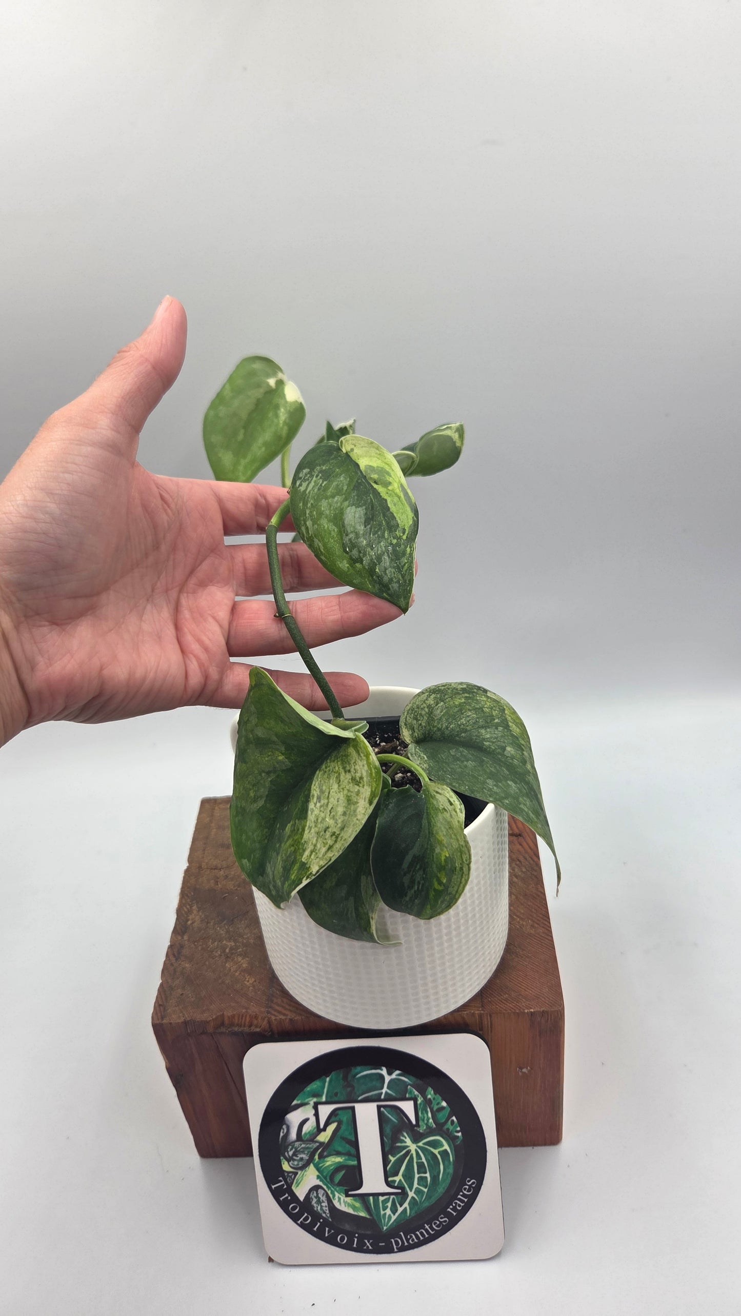 Scindapsus Dark Splash Variegata (SCI-850)
