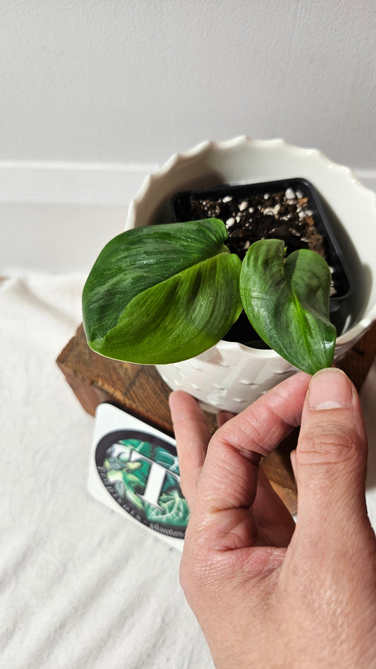 Scindapsus Treubii Moonlight "Green on green" (SCI-982)