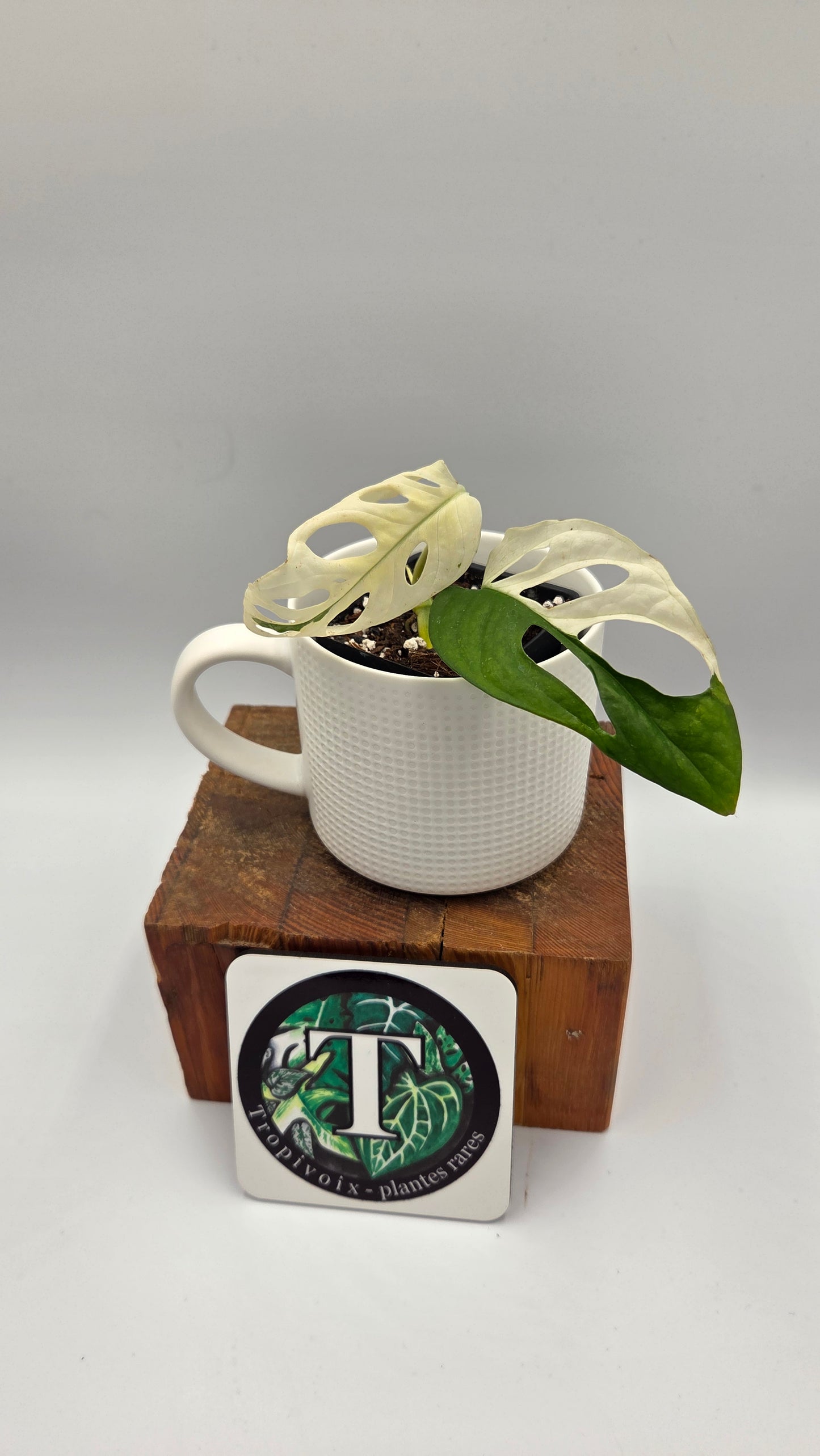 Monstera Andasonii Tricolore (MON-535)