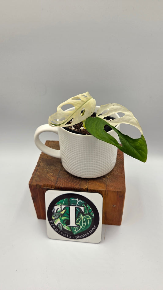 Monstera Andasonii Tricolore (MON-535)