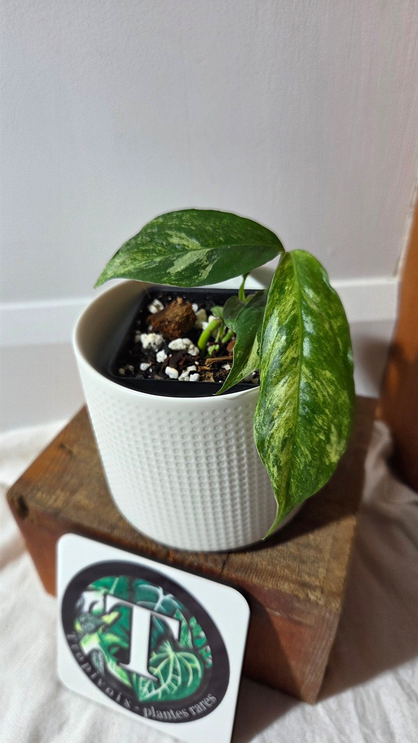 Rhaphidophora Puberula Variegata (AUT-089)