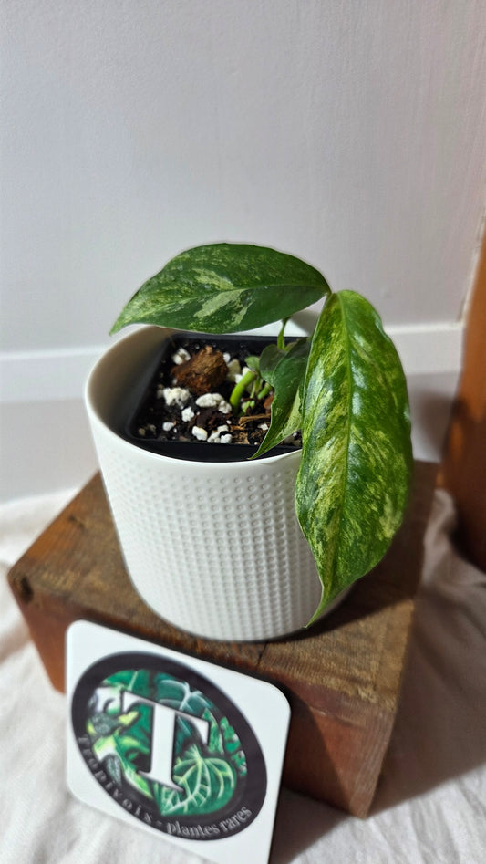 Rhaphidophora Puberula Variegata (AUT-089)