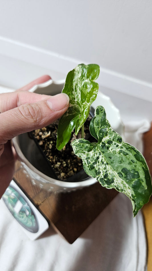 Syngonium Mojito "mottled" (SYN-440)