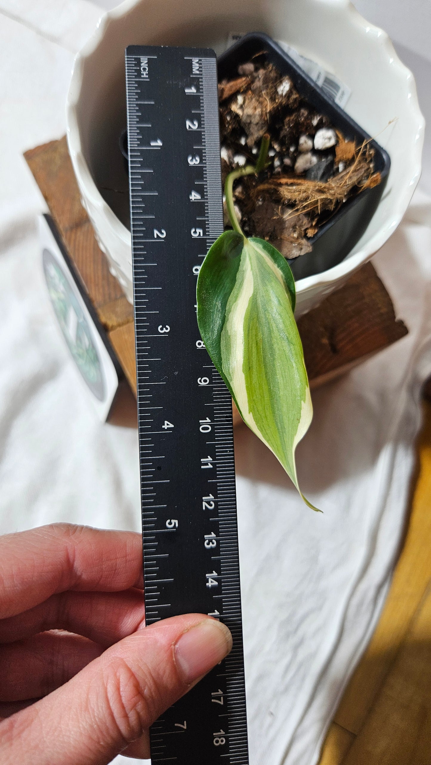 Philodendron Hederaceum Rio (PHI-804)