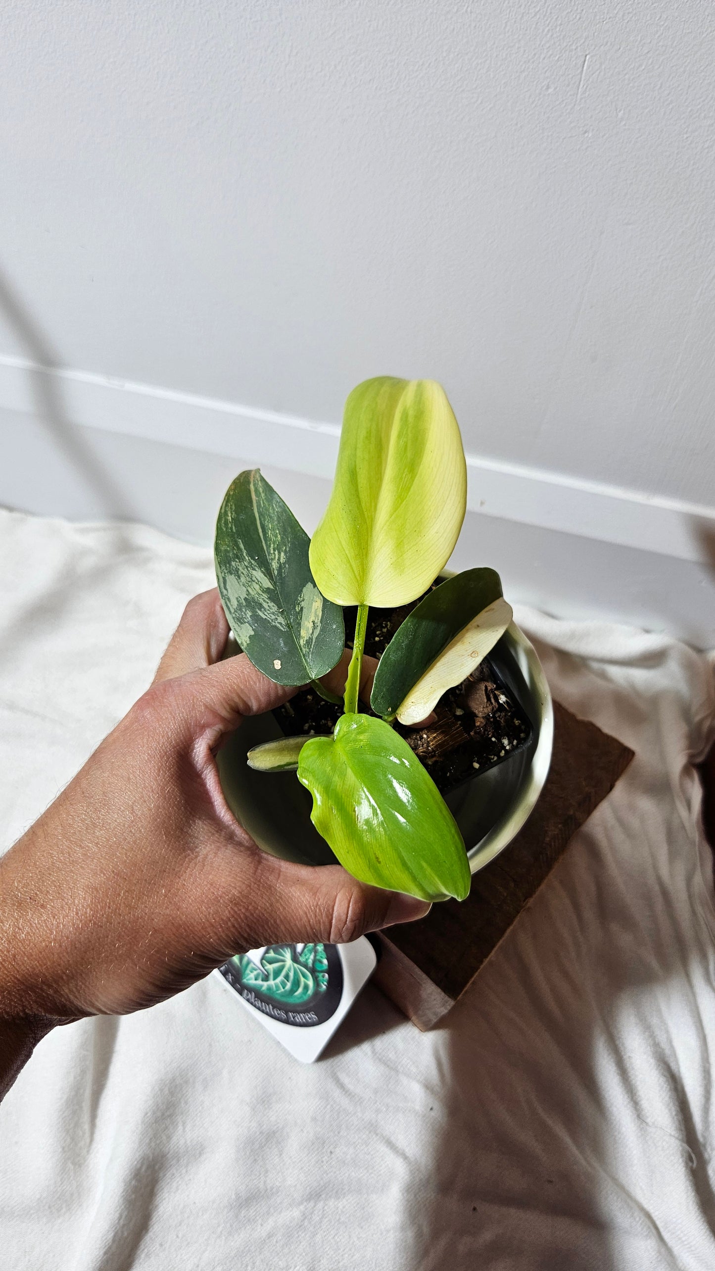 Philodendron Violin Variegata (PHI-276)