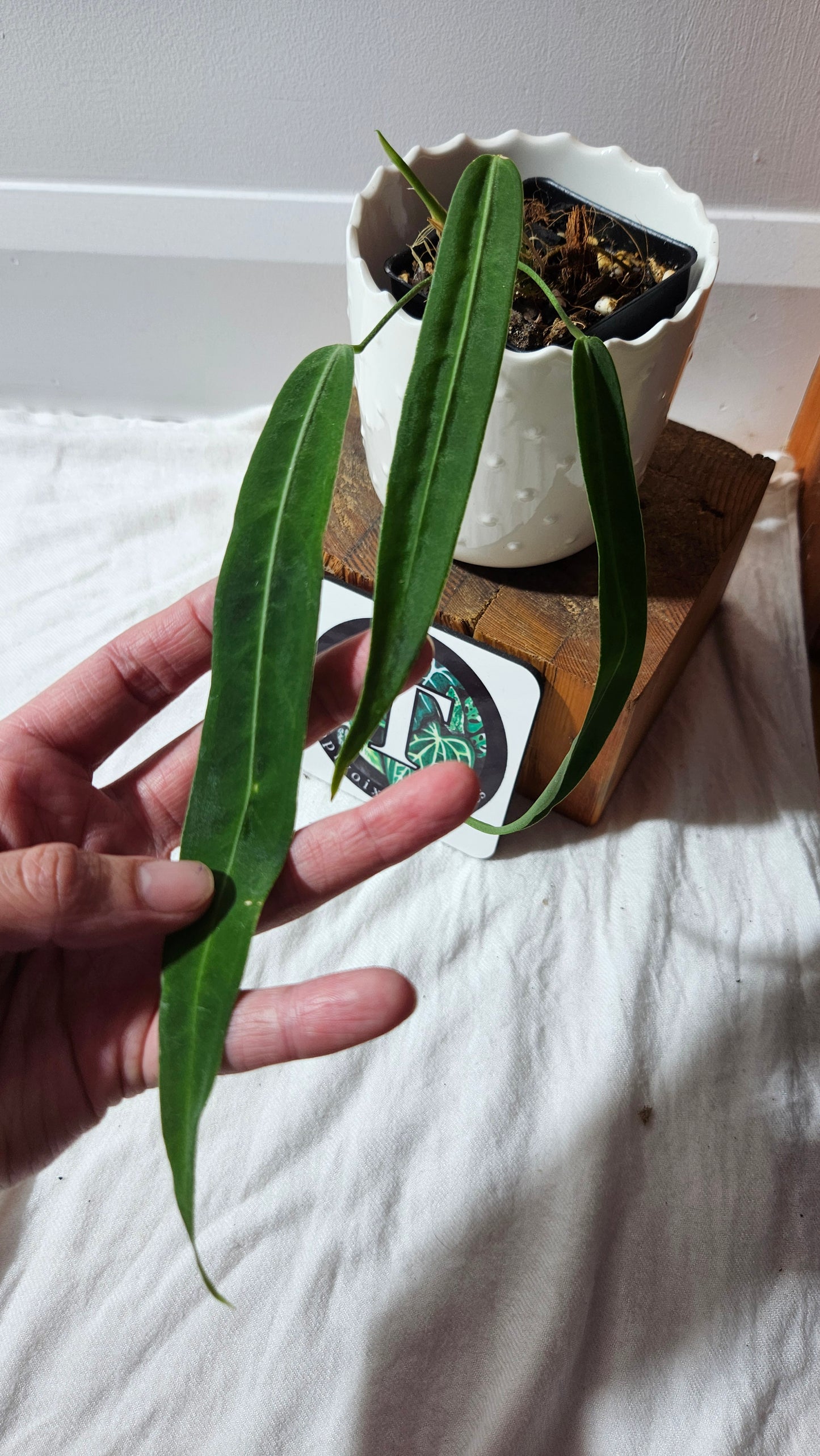 Anthurium Pallidiflorum "format PETIT/MOYEN"(ANT-599)